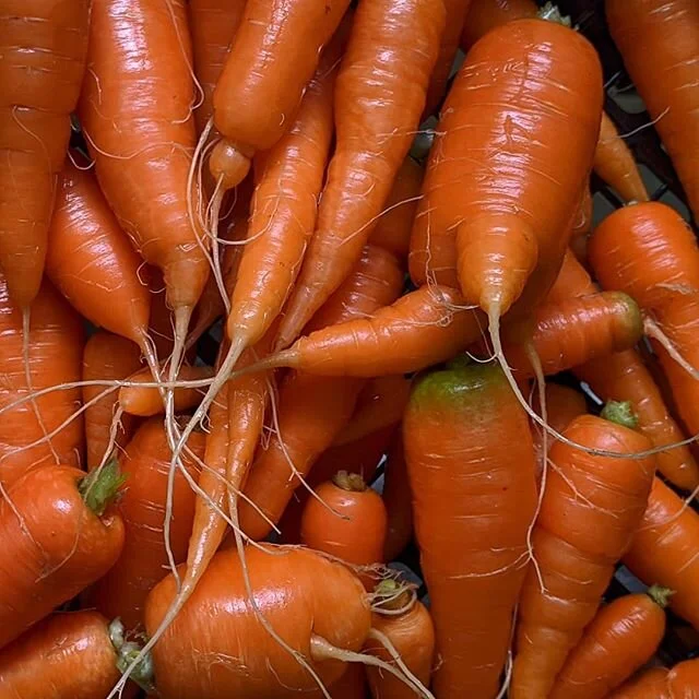 Pulled and washed the carrots today, gonna replace them with the bush bean seedlings.
-
Giiven the state of the world, I started a second set of the beans and am contemplating converting more of the yard into kitchen garden. Anybody out there expandi