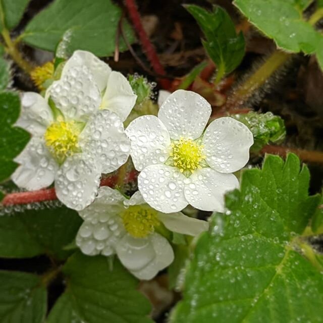 In much less slimy garden news, the strawberry crop is coming on strong. Over fifty plants going this year, all in planters. I leaned the hard way last year that Central Texas is just a little tough on them when they're planted straight into the grou