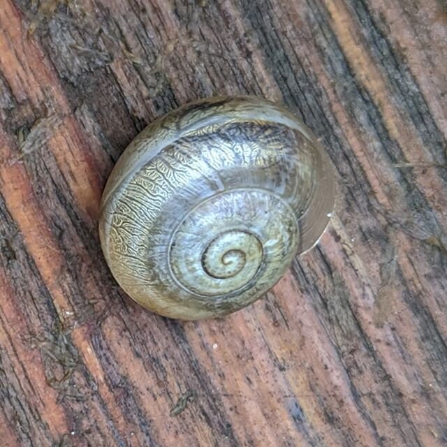 Step one in accepting @katcountsallthefish 's challenge - documenting some of the species out there this morning! Any guesses on who these little neighbors are!?
-
1. Pretty sure this one is a #Milk_Snail (#Otala_lactea)
-
2. This one looks like mayb