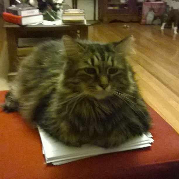 judgmental cat is editing.