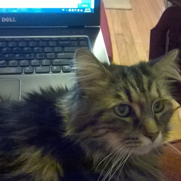 Needs more kitteh. Give Rafael a kitteh ... Make Diago say yes!