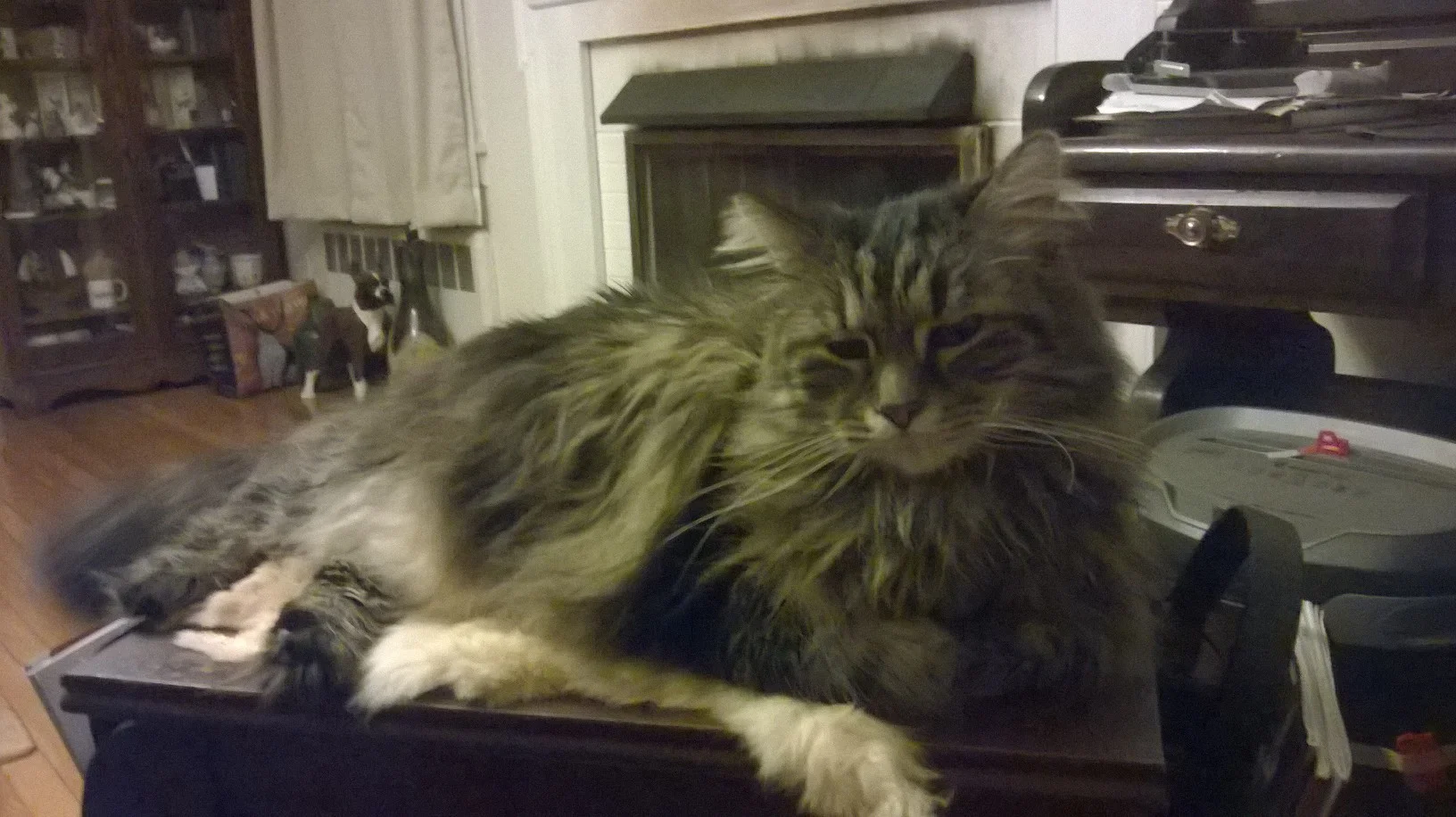 Needs more kitteh ...
