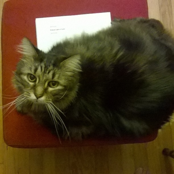 I told you MORE KITTEH!