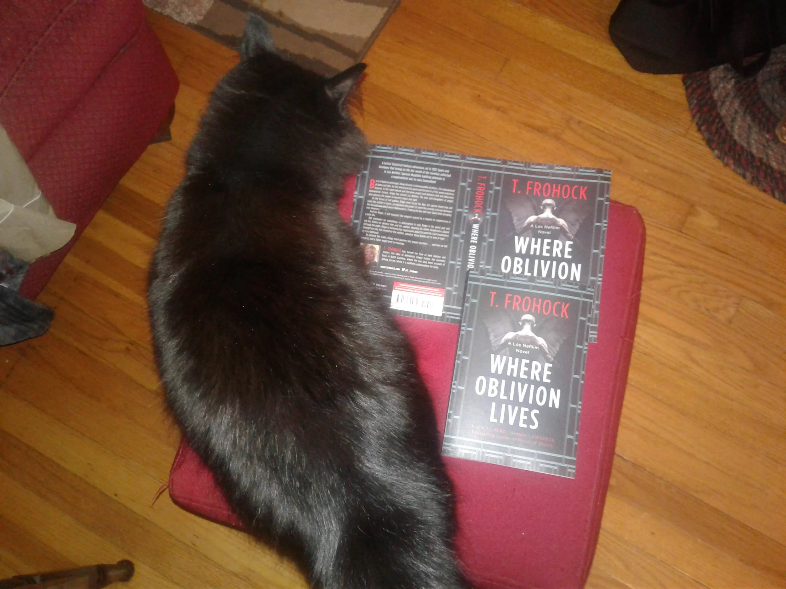 Emerson inspecting early copies of where oblivion lives and she gives them black cat approval.