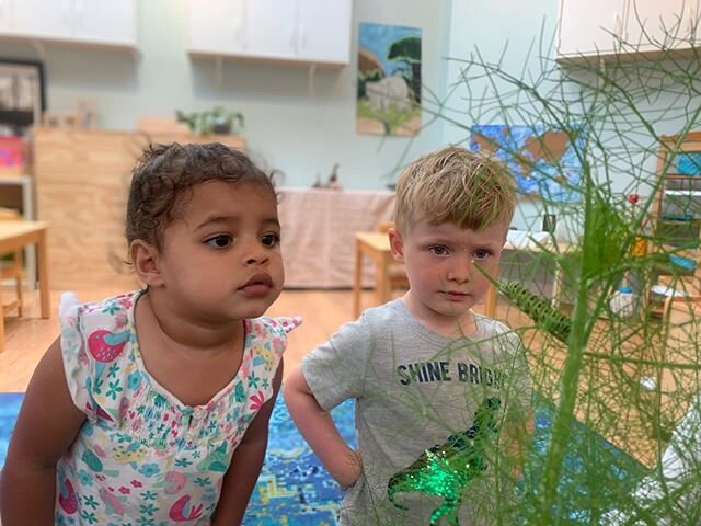 A friend brought in an eastern swallowtail caterpillar on a piece of fennel! What a treat! 
#montessori #montessorschool #montessoricamp #caterpillar #fennel #authenticmontessori