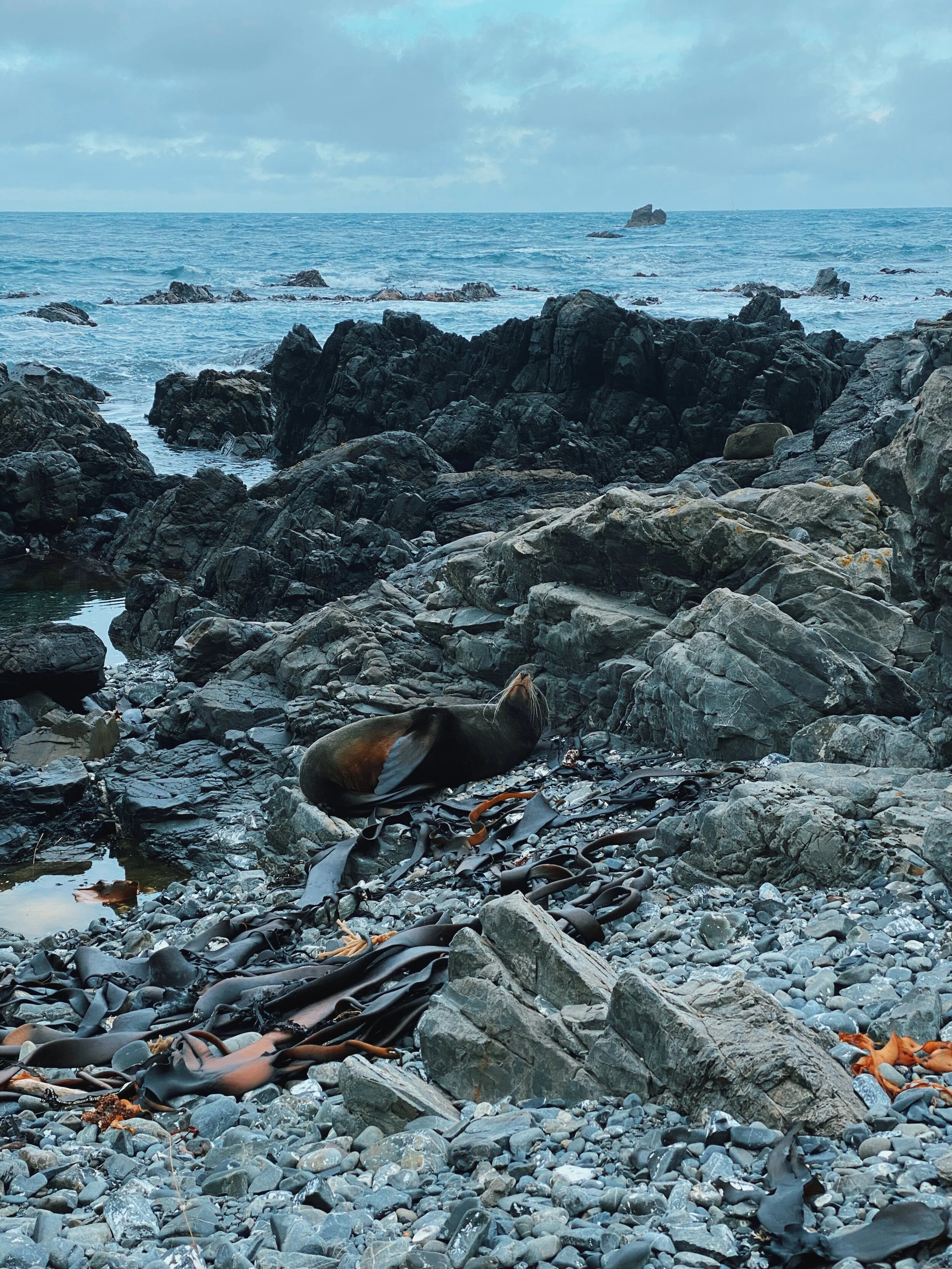 Hoori, Te Paea Hunt 2020-05-23 Red Rocks, Wellington 002.JPG