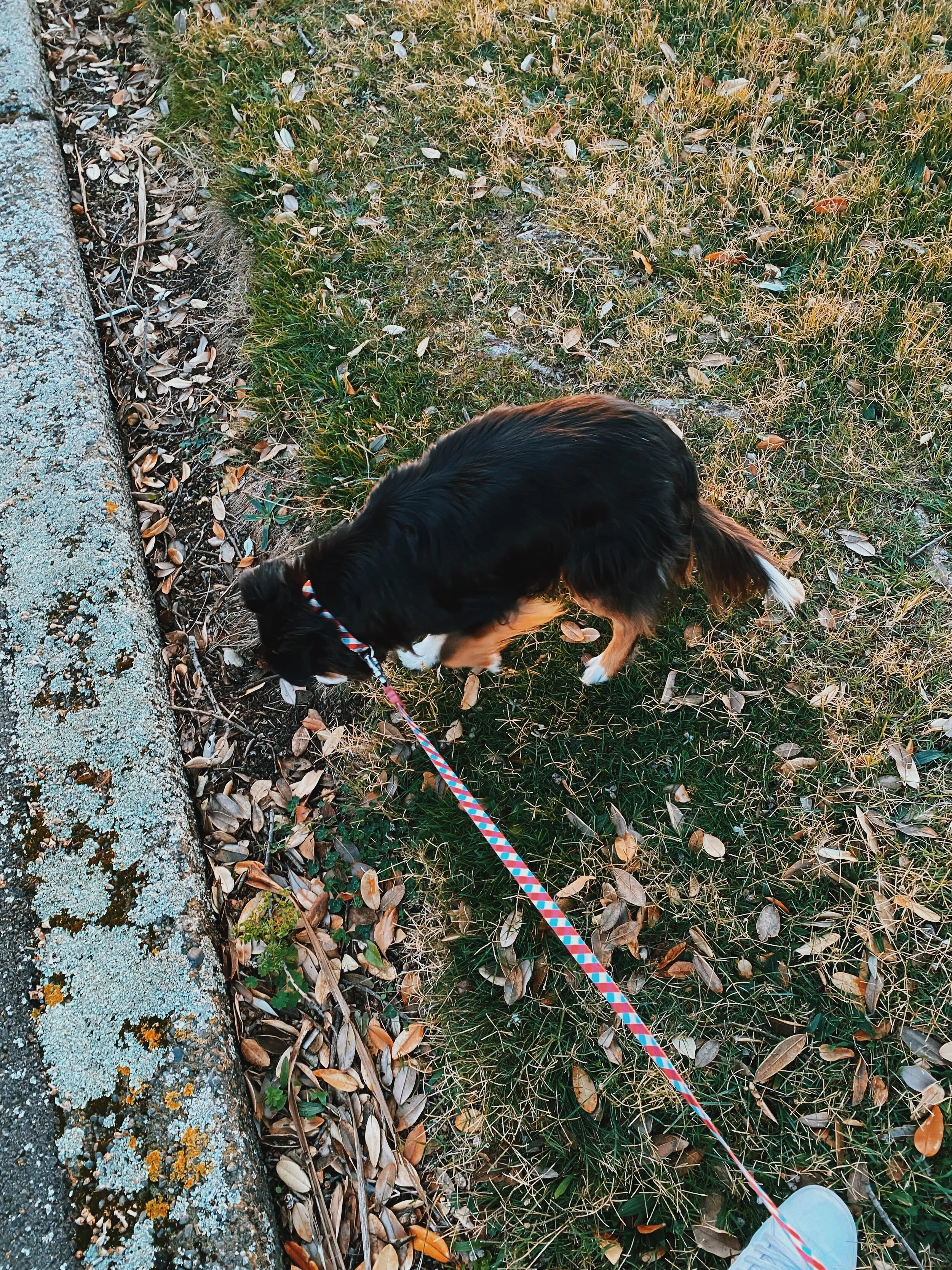 Hoori, Te Paea Hunt 2020-05-21 Apache, Wellington 002.JPG