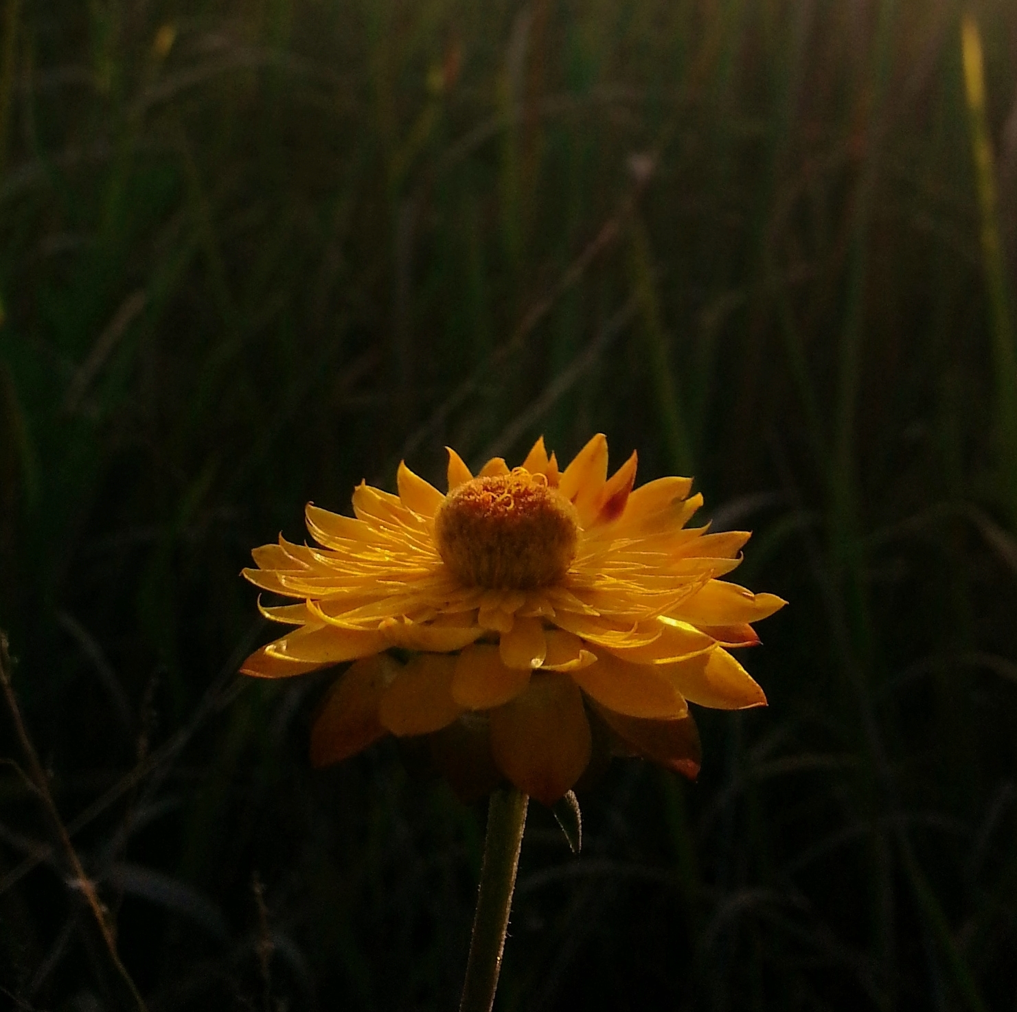 PAPER POPPY AT SUNSET