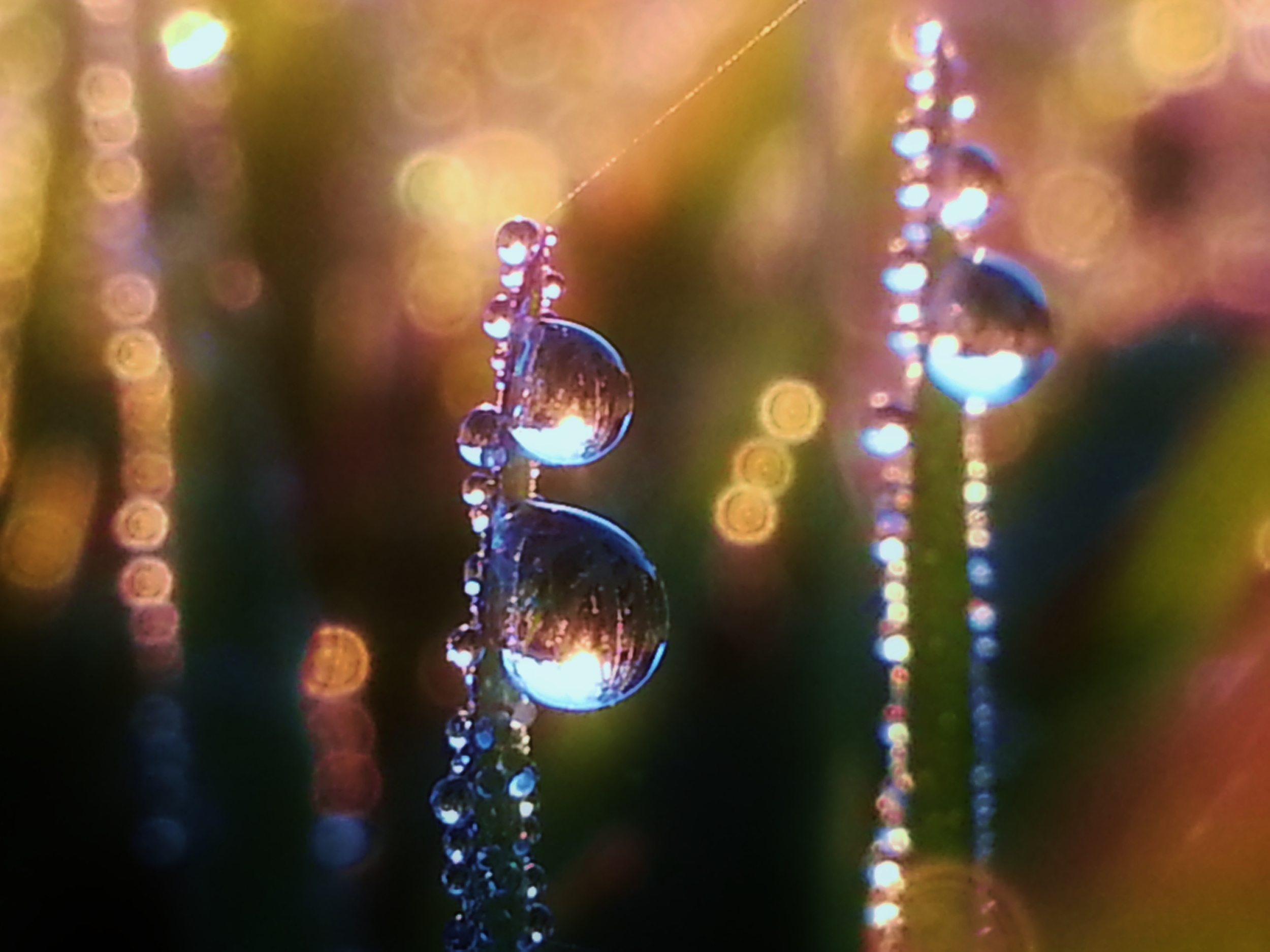 sue moxon water droplets on grass