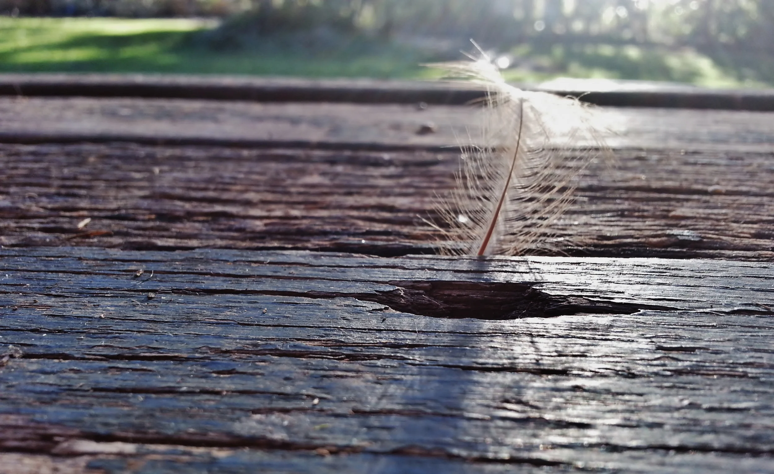 Sue moxon feather in the morning light
