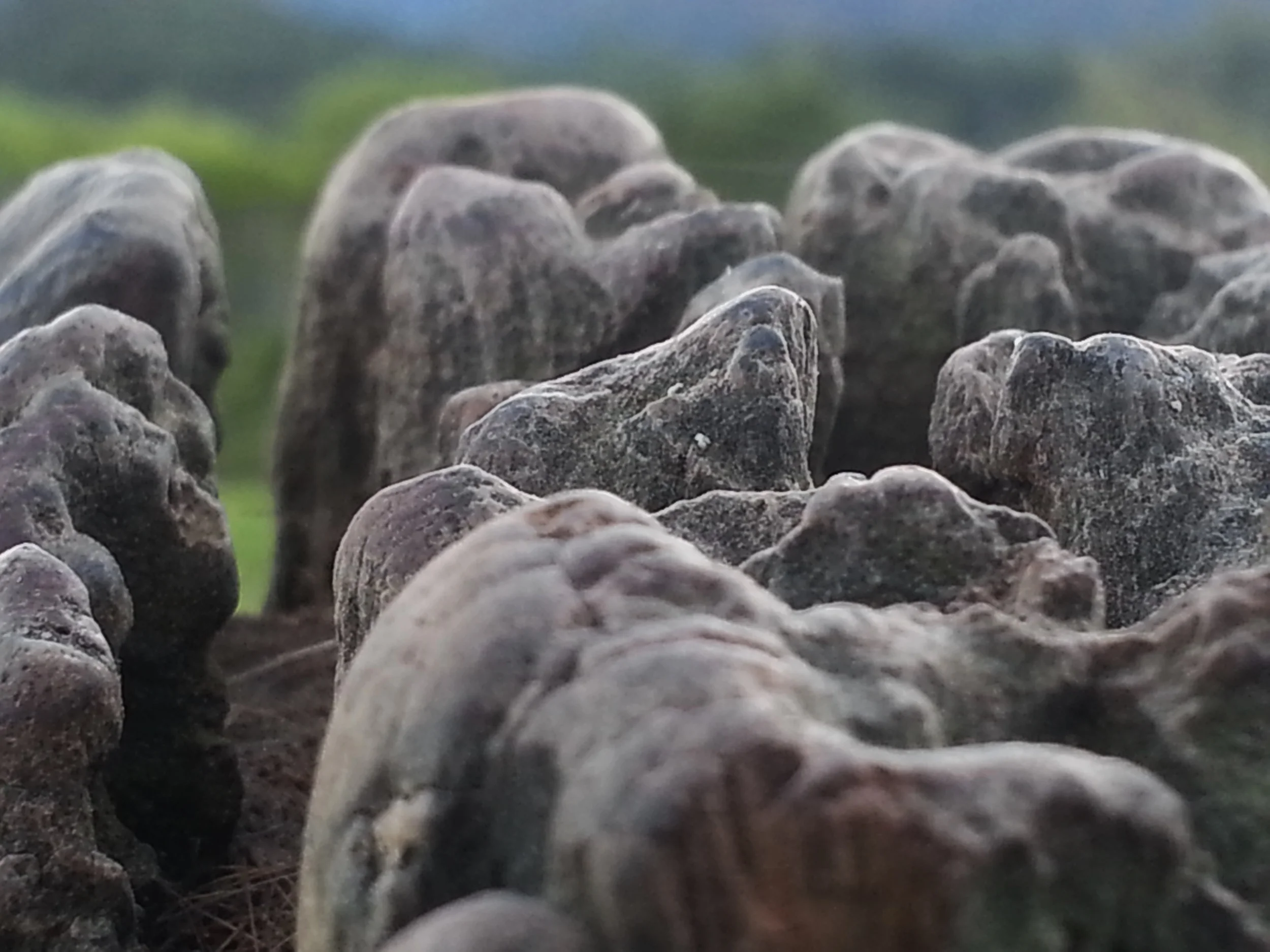 Rural fencepost worn smooth by horses rubbing against it
