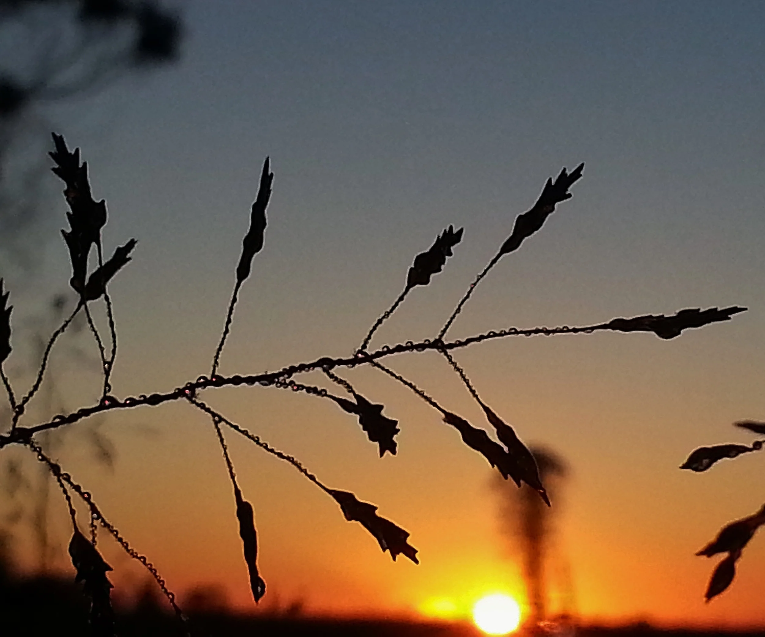 sue moxon in this light