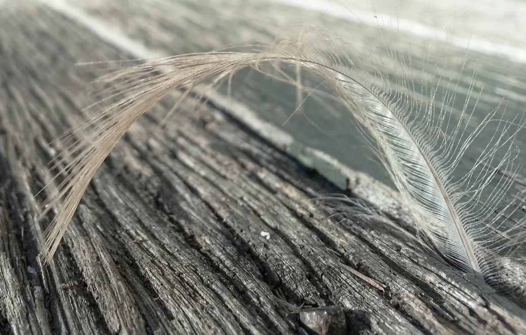 SUE MOXON soft feather.jpg