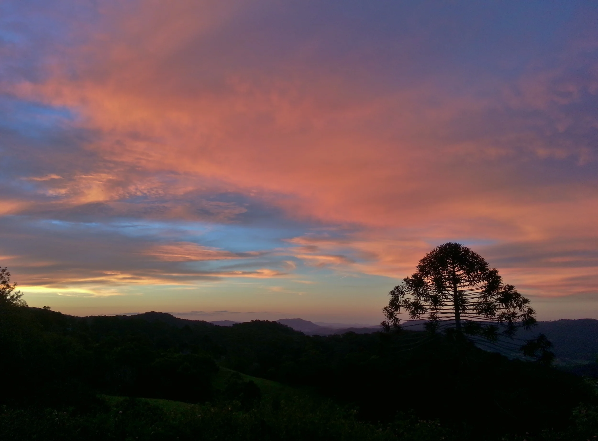Bunya tree sunset