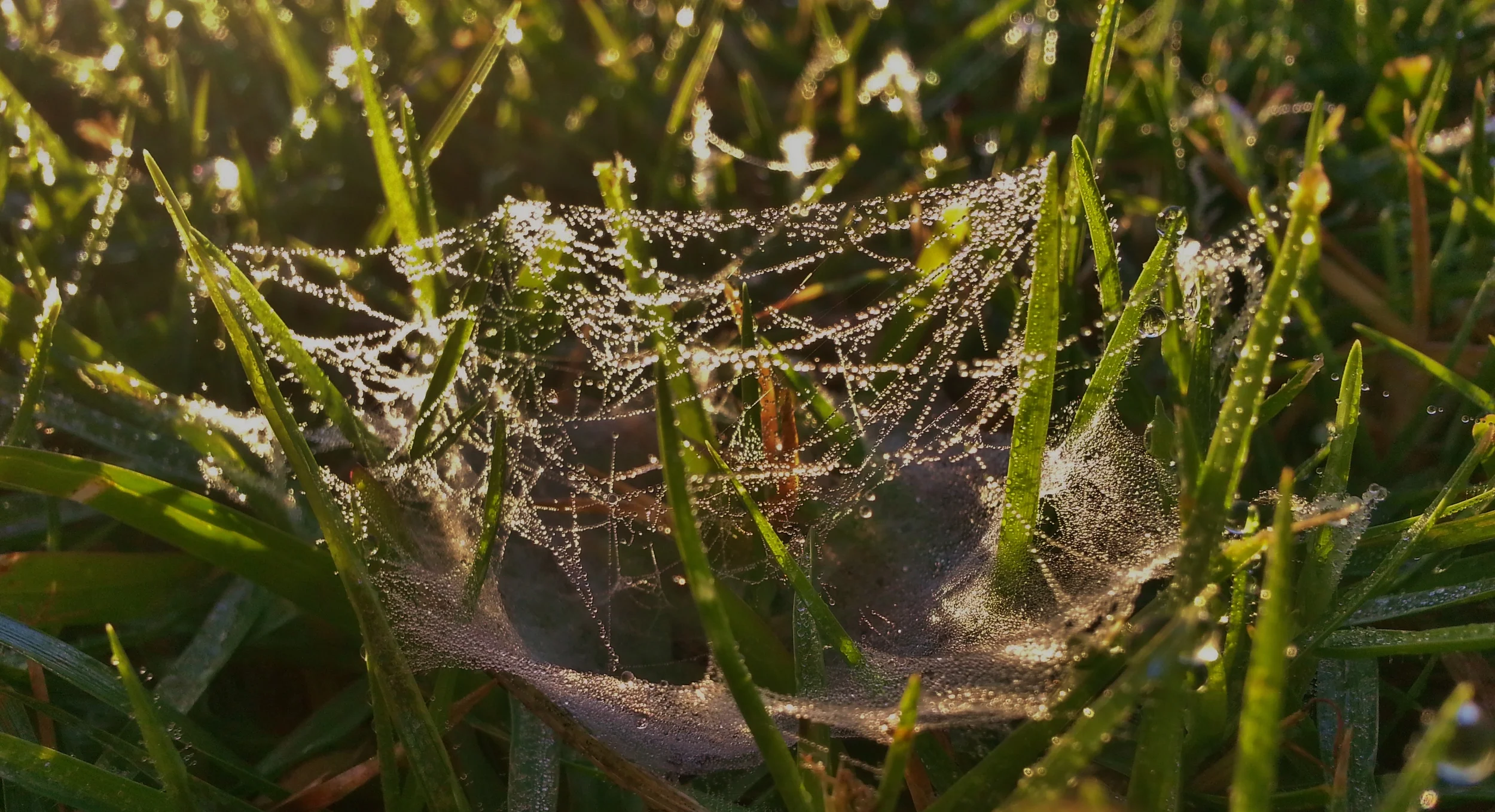 SPIDER WEB AND MORNING DEW.jpg