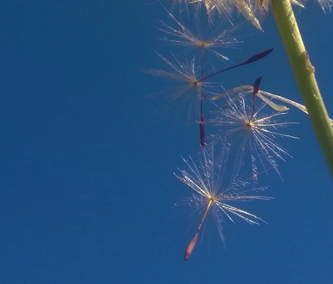 take flight ... leap into the unknown 