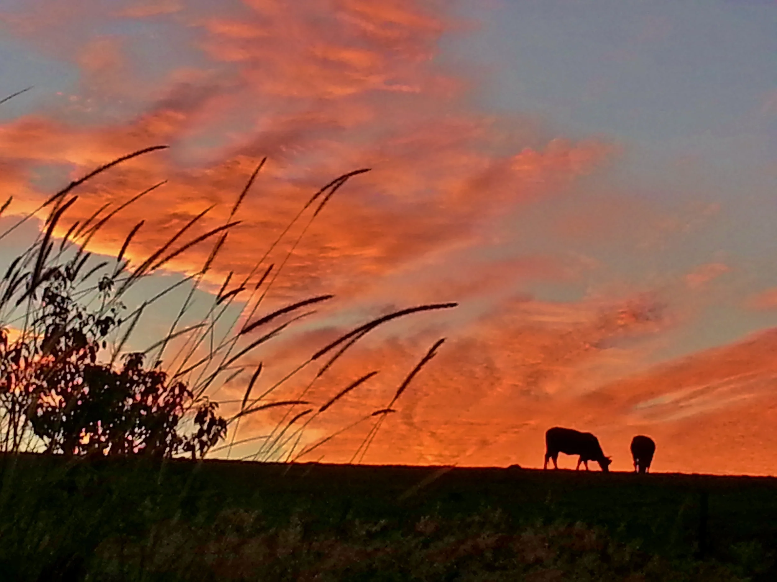 sunset cows.jpg