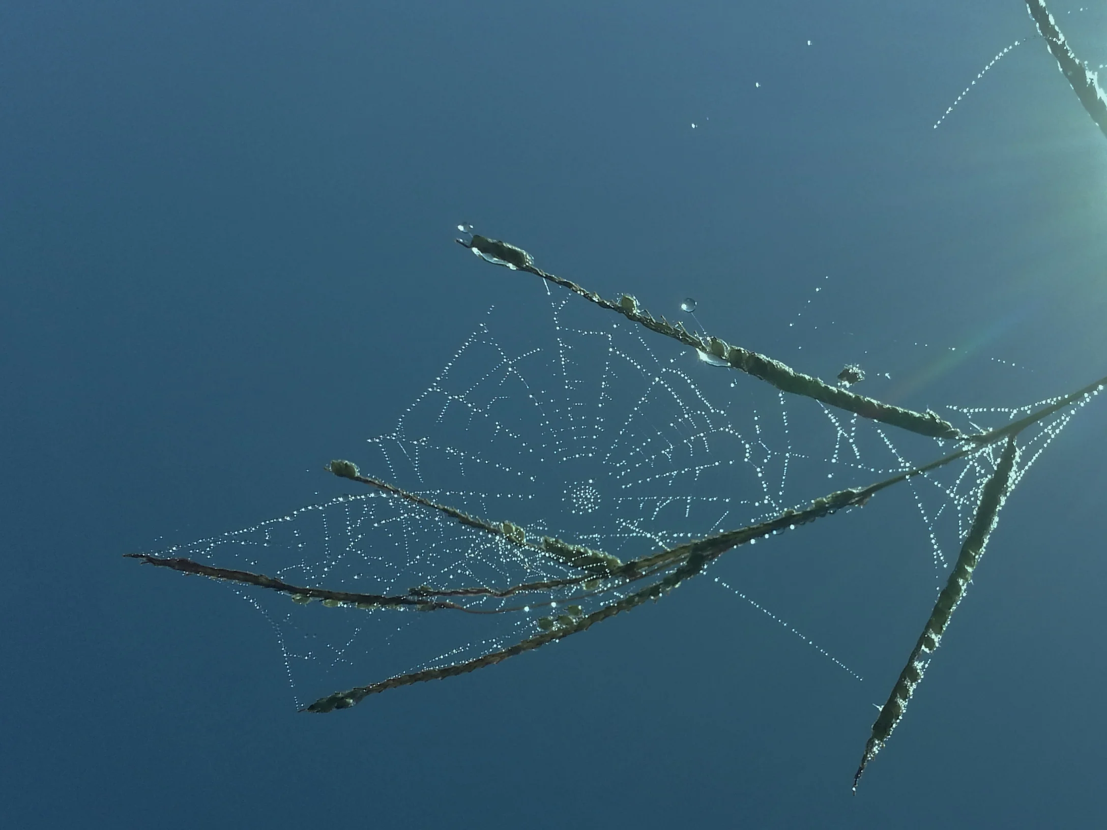 TRANSLUCENT MOMENTS sue moxon.jpg