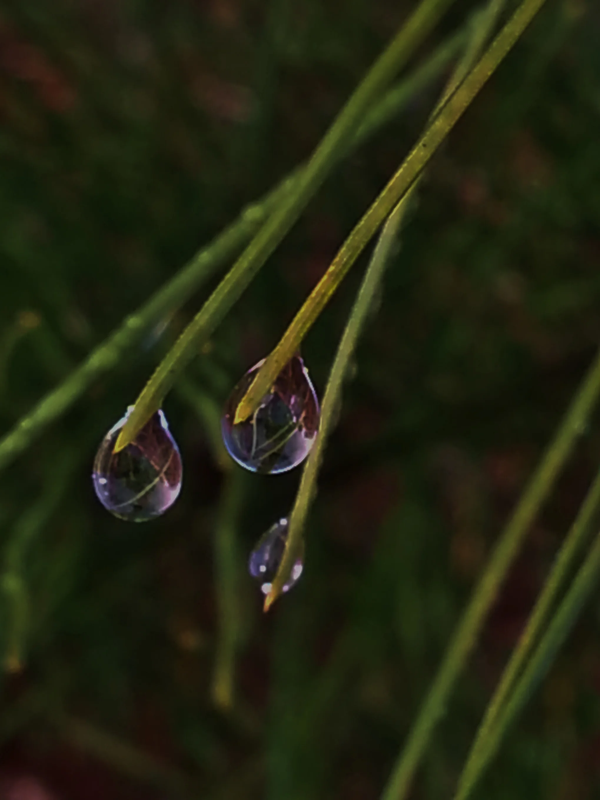 pine needles and water droplets