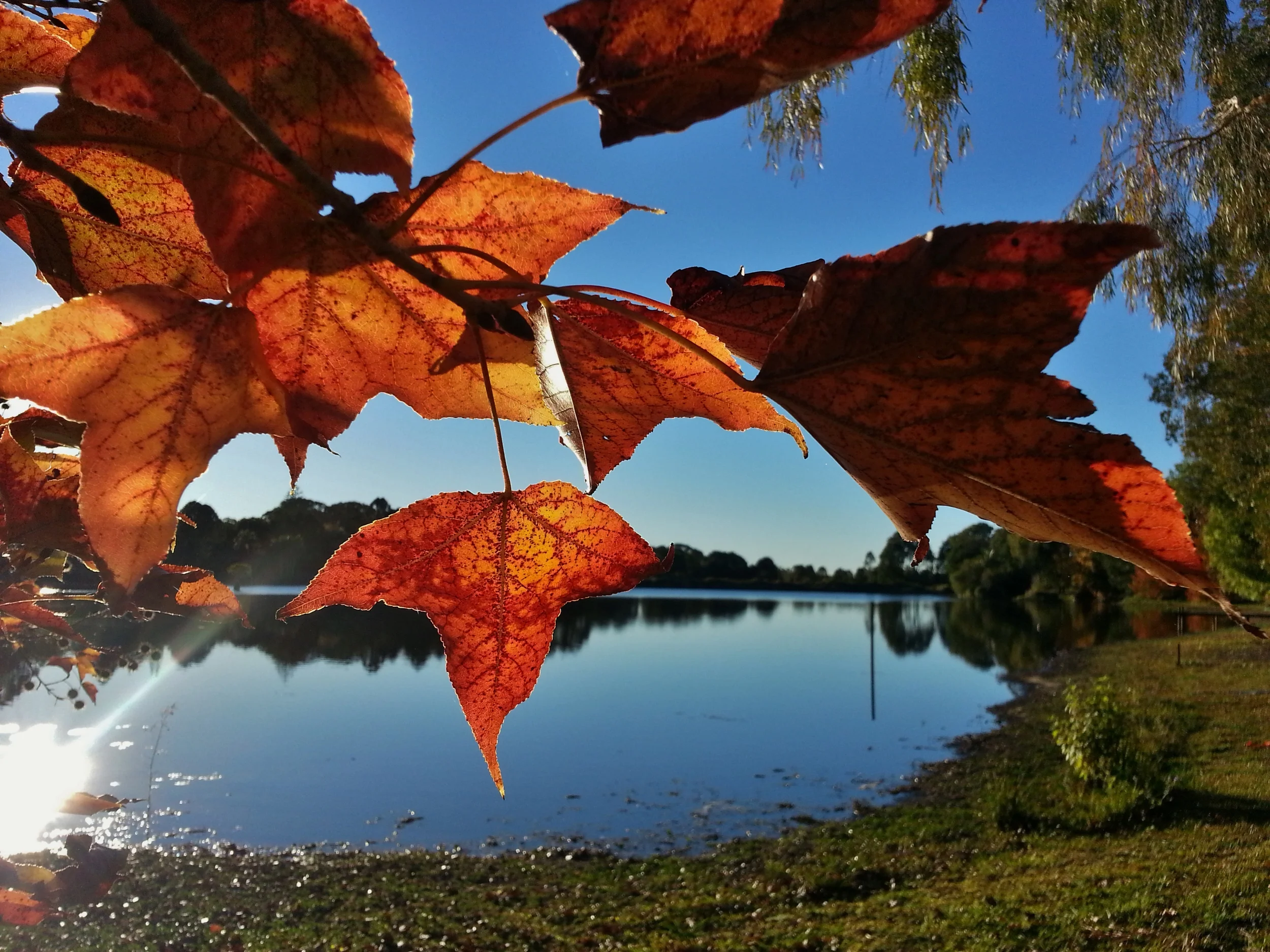 autumn leaves sue moxon