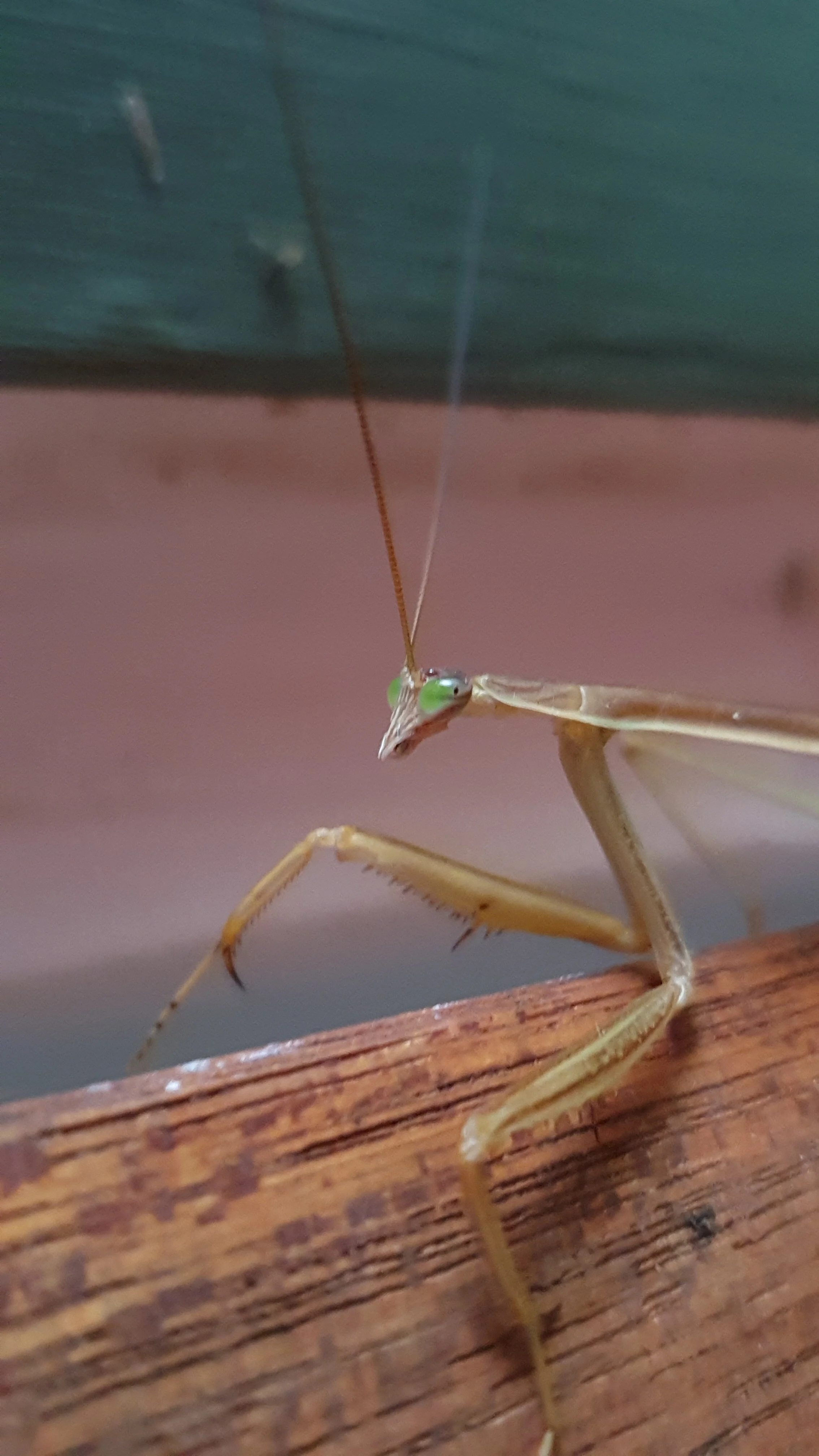 20190419_064922_004_saved.jpg