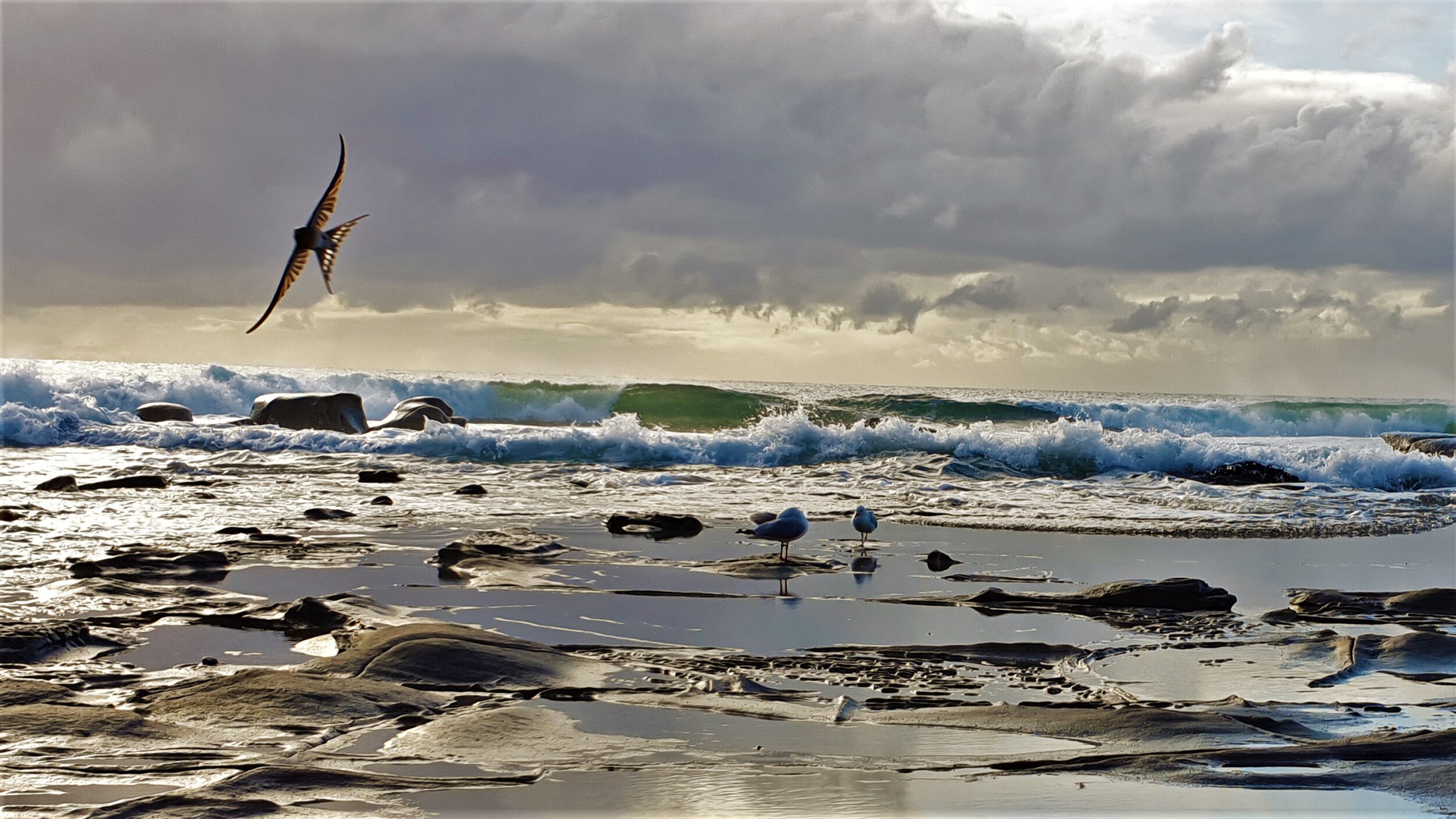 swift and seagulls at ocean sue moxon.jpg
