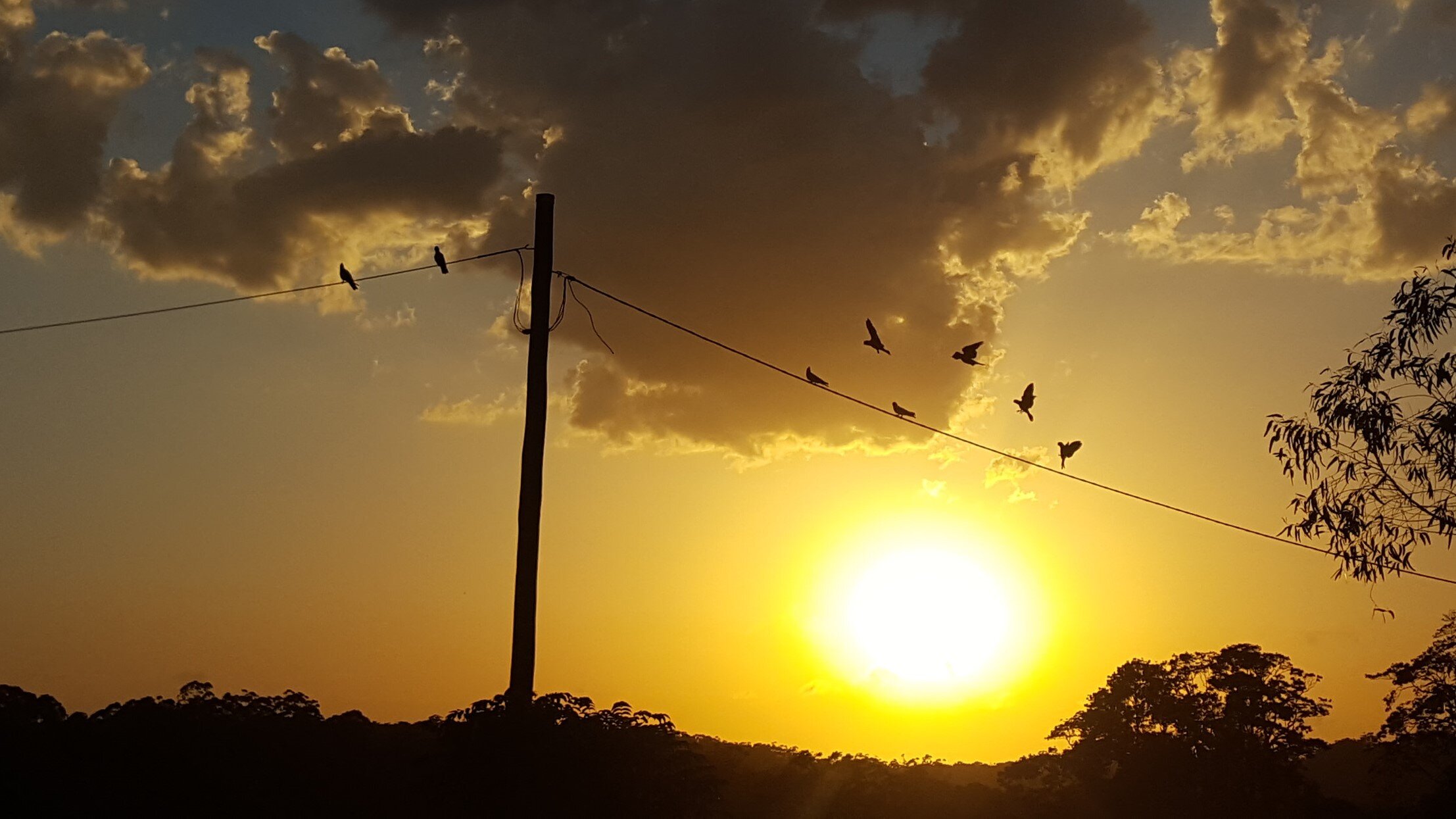 LANDING FORMATION GALAHS