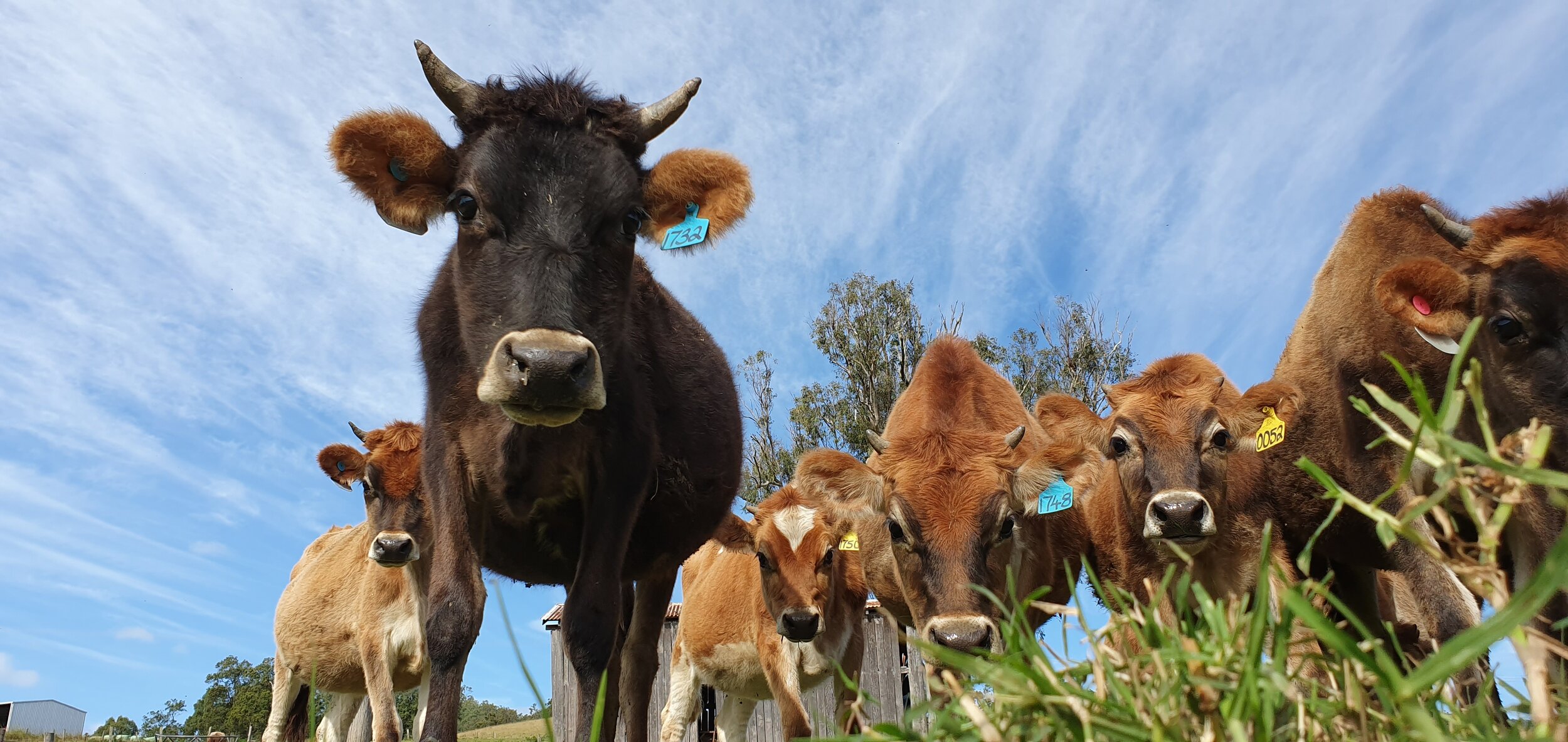 INQUISITIVE YOUTH