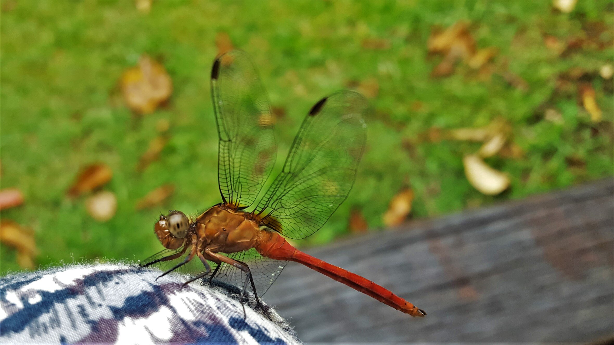 RED RESTING DRAGONFLY