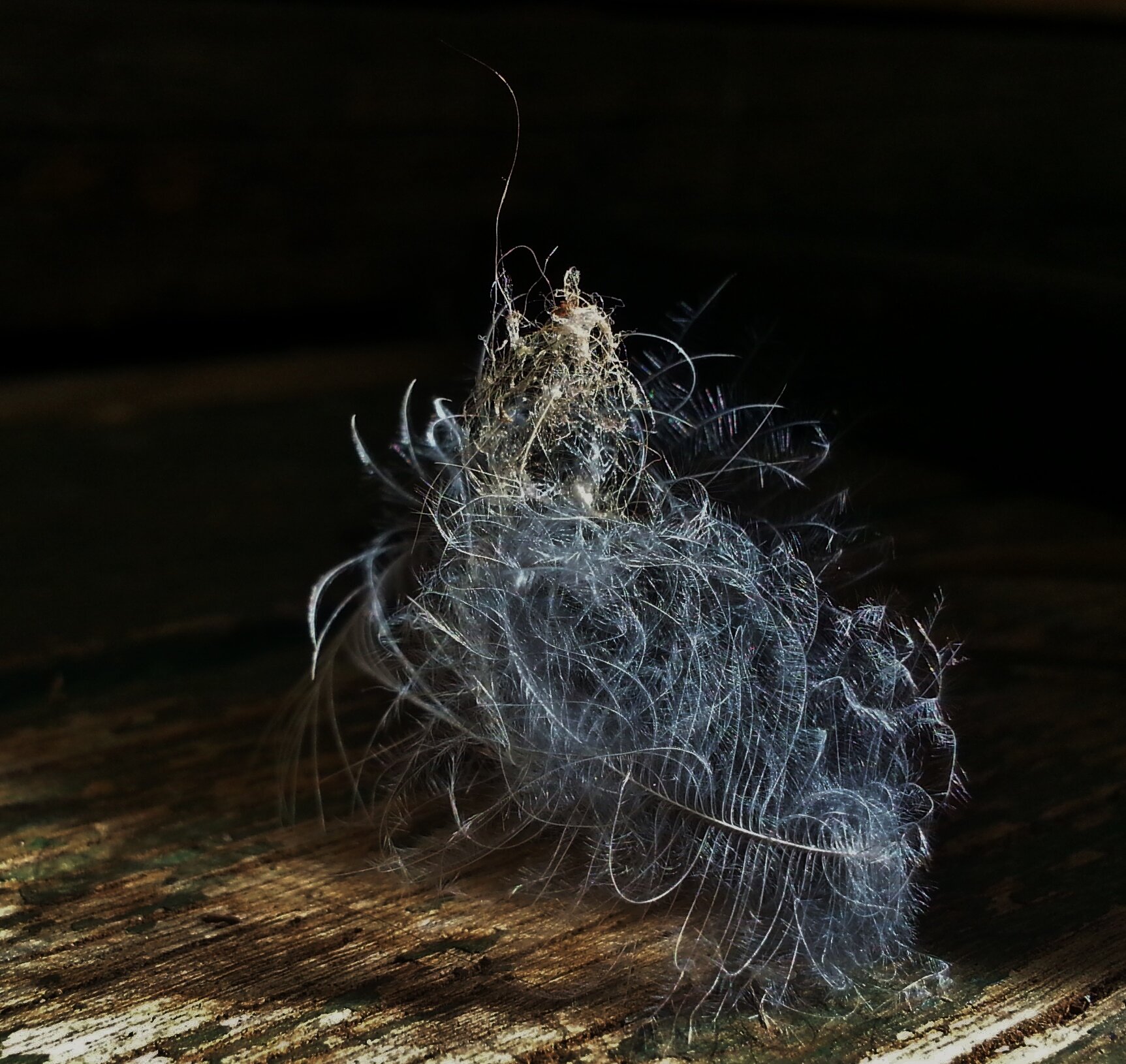 RUFFLED FEATHER