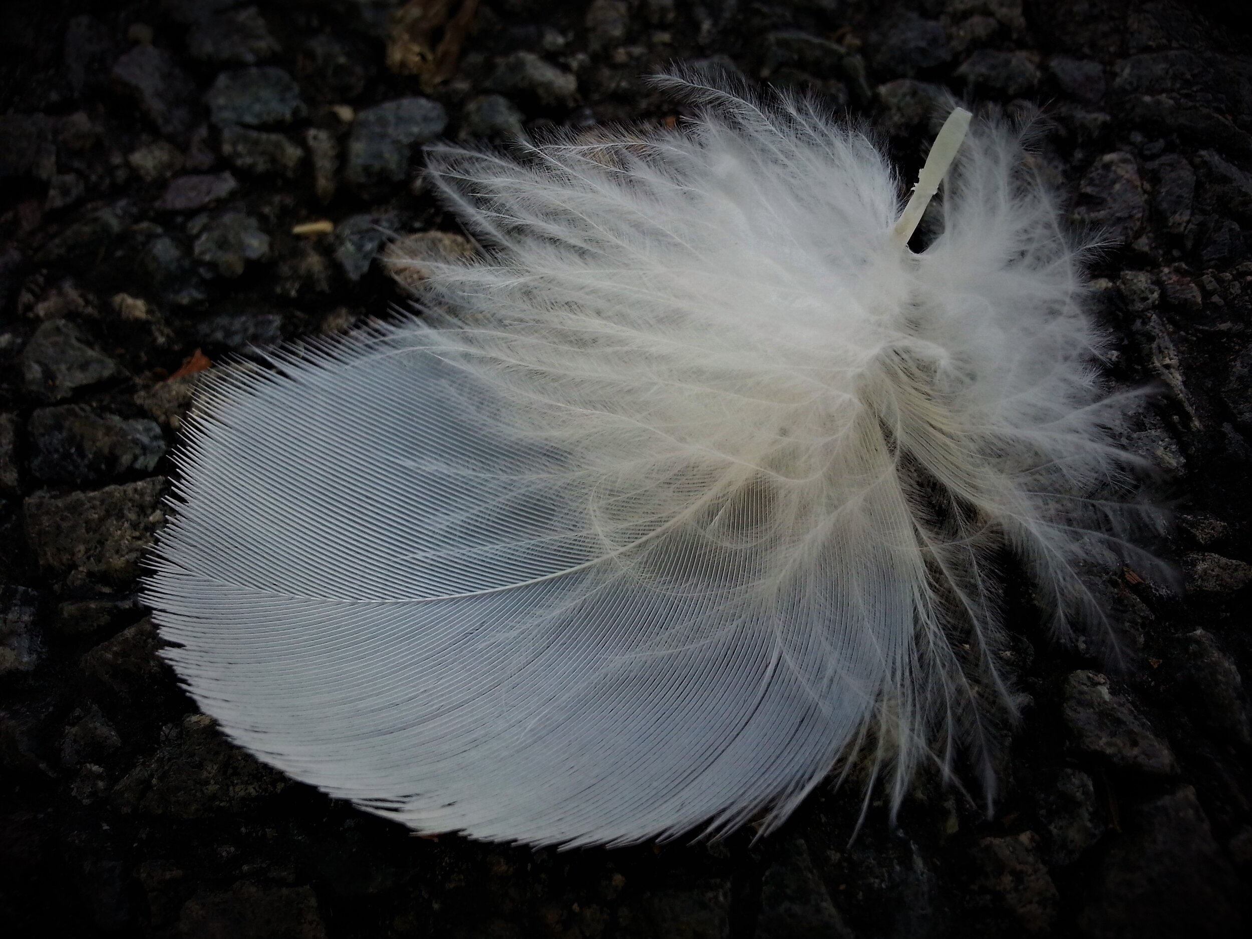 FEATHER STUDY 1