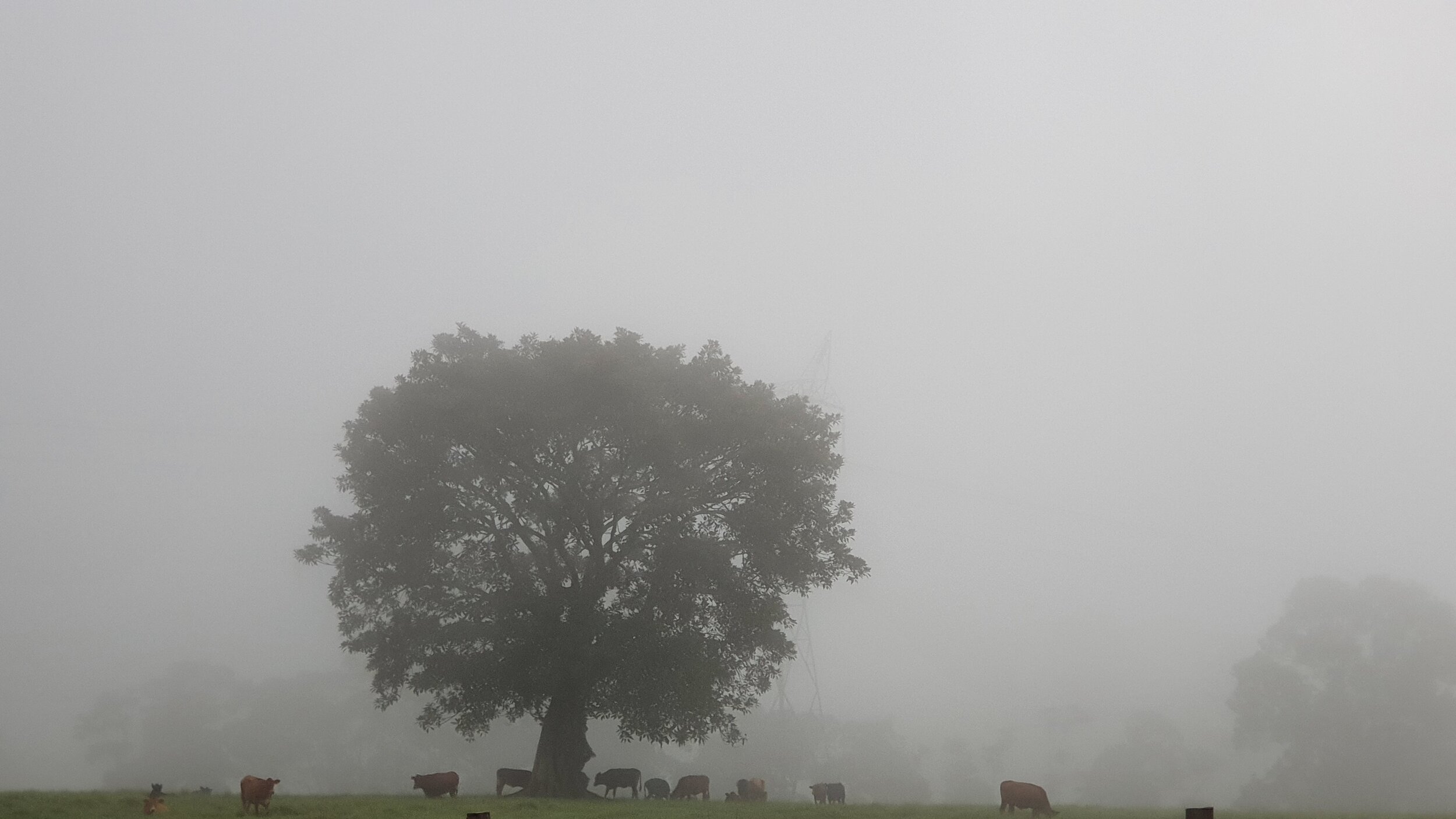 COWS & TREE