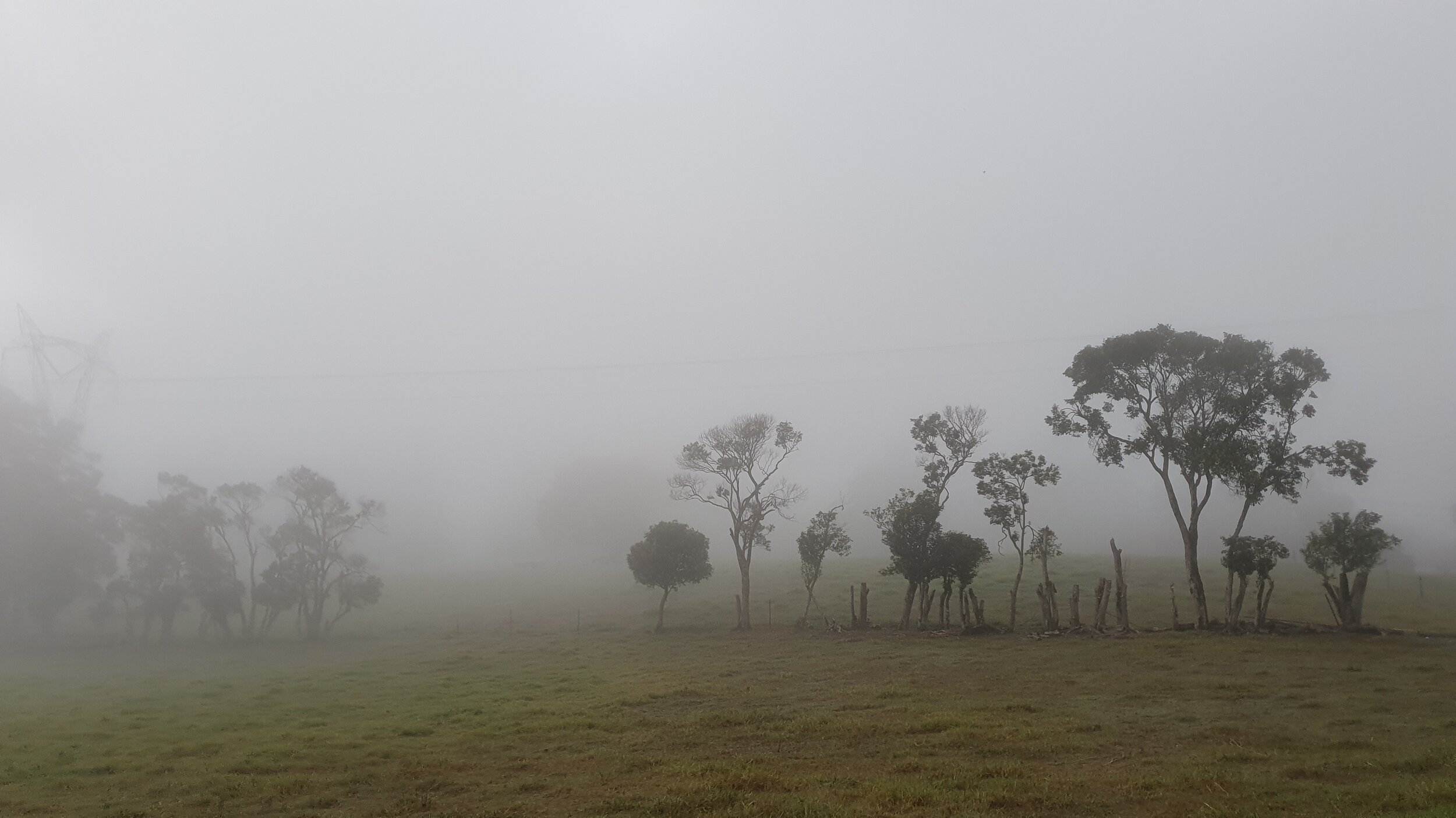 TREELINE in MIST