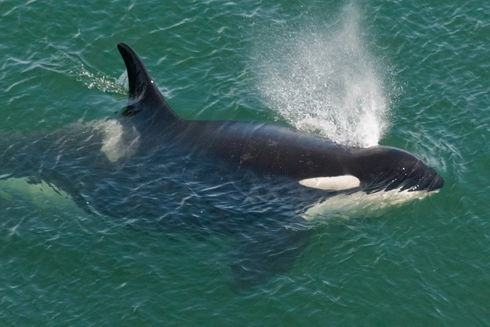  OrcaHello   Microsoft Hackathon Member  BioAcoustic AI tool for endangered orcas   Learn More  