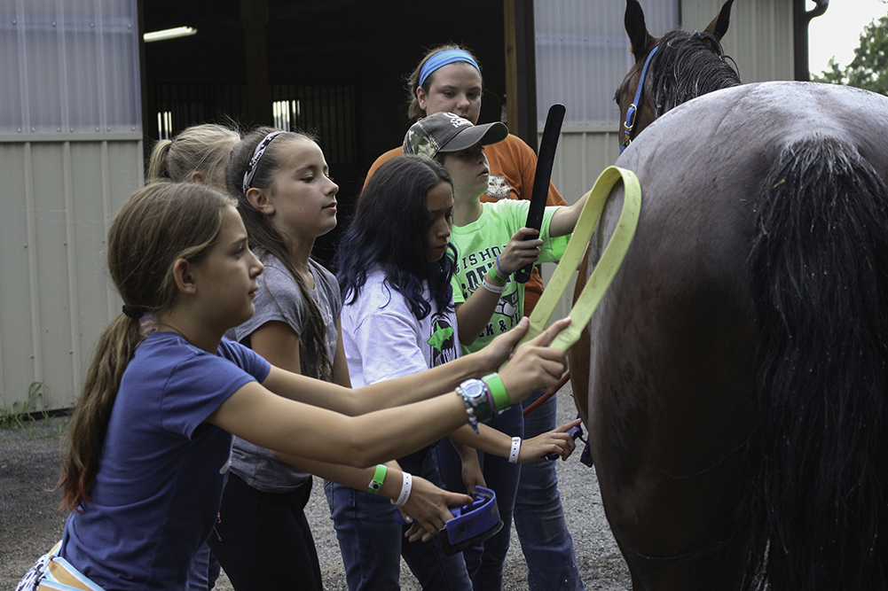 horses2016_14.jpg