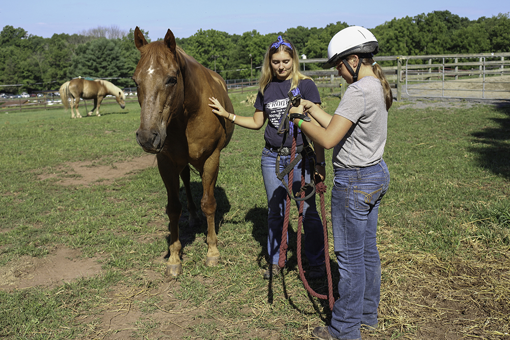 horses2016_2.jpg