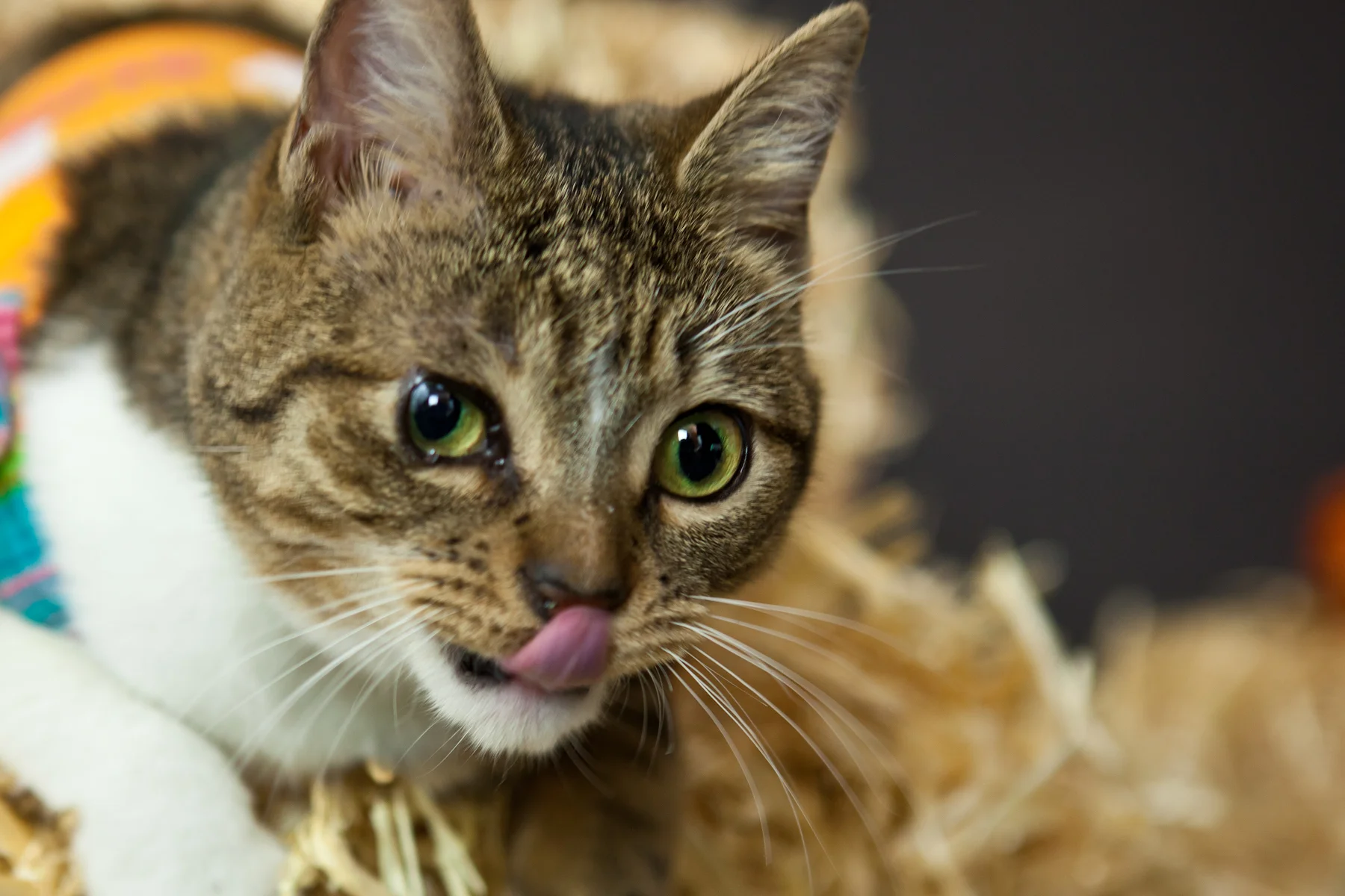 kitty 1.jpg