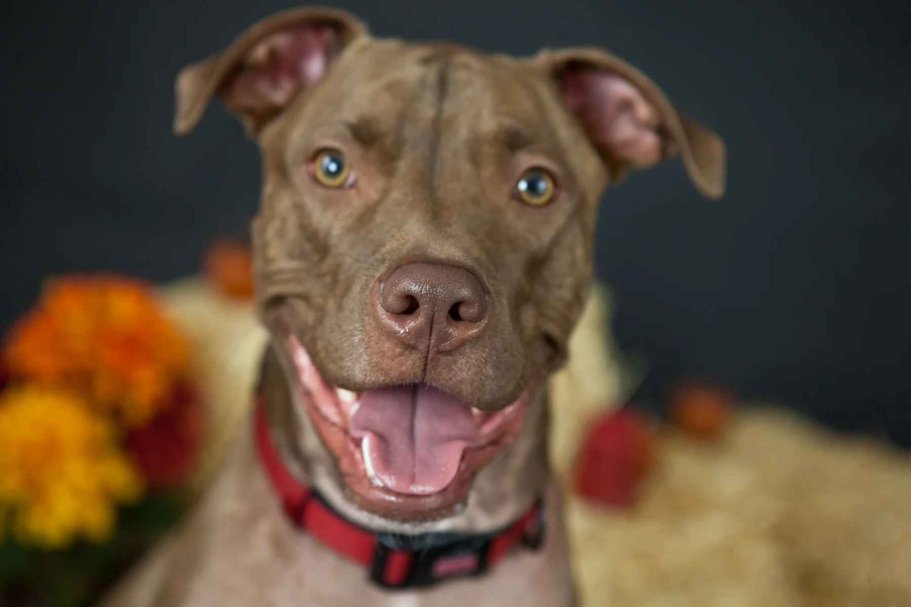 pitbull 2.jpg