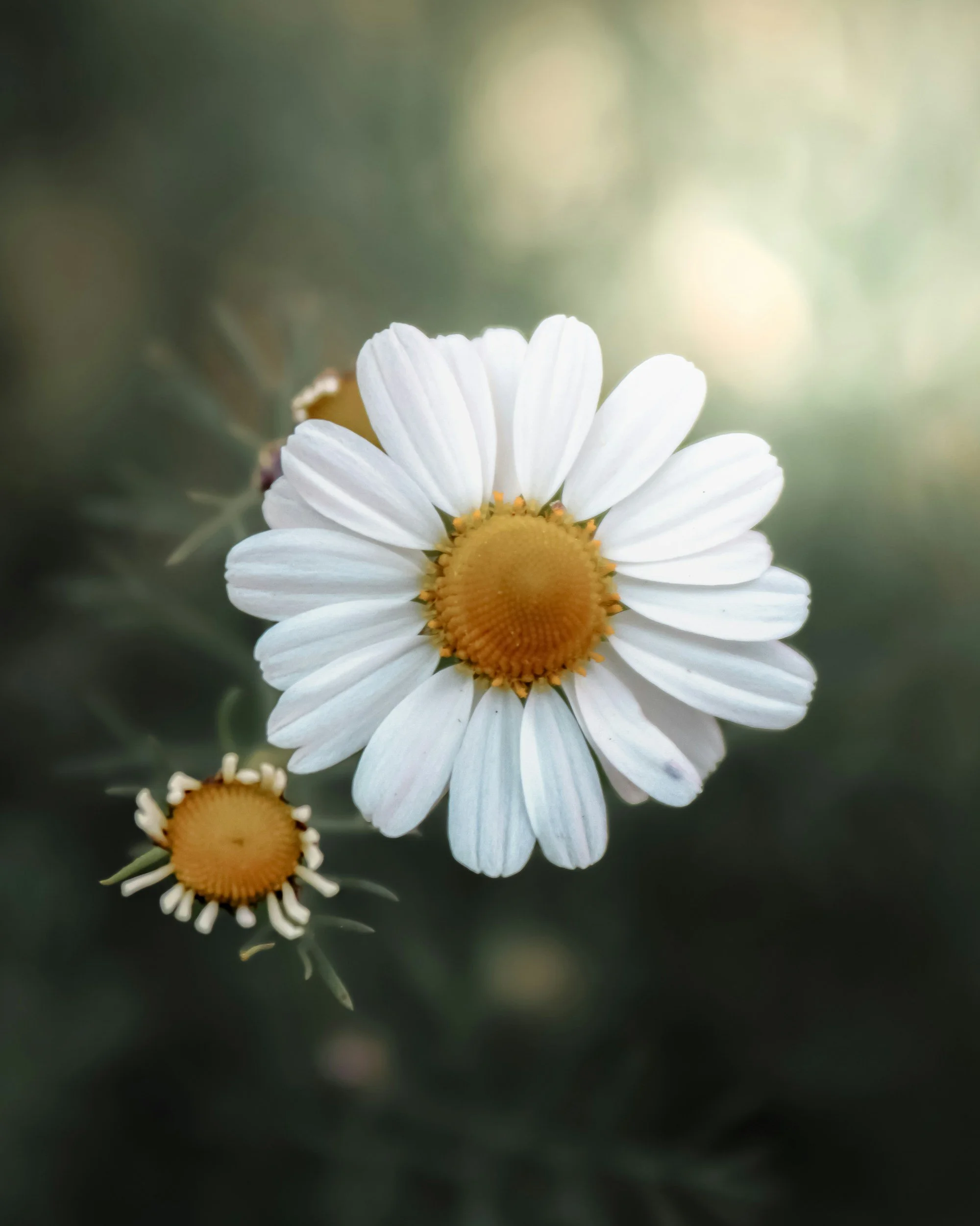 RESTORE: A Communal Spring Ritual