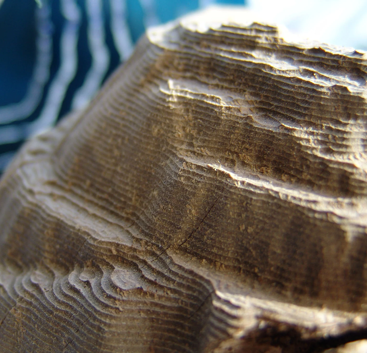 Detail of Maungawhau, 2005