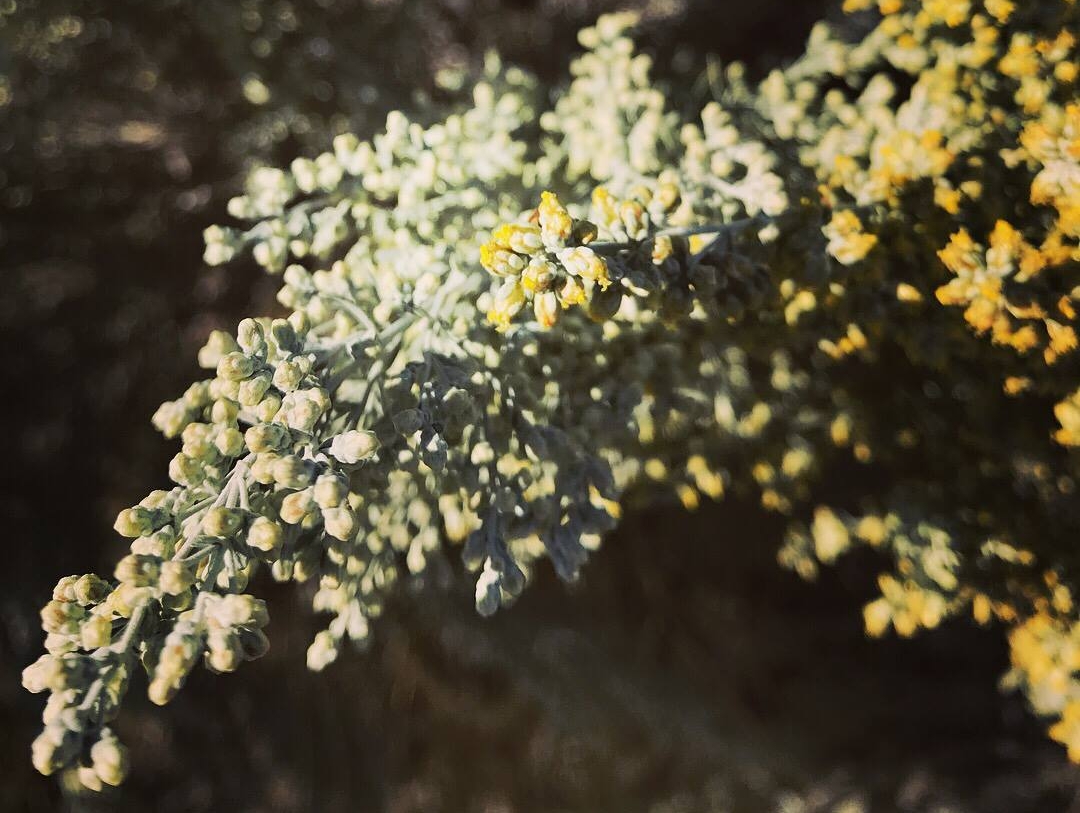 Sagebrush buds beginning to bloom.