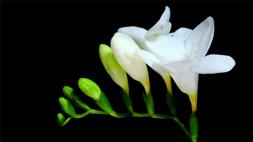 jasmine blooming.gif