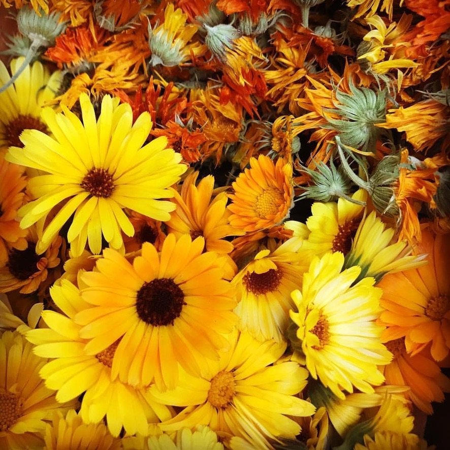 Calendula.jpeg