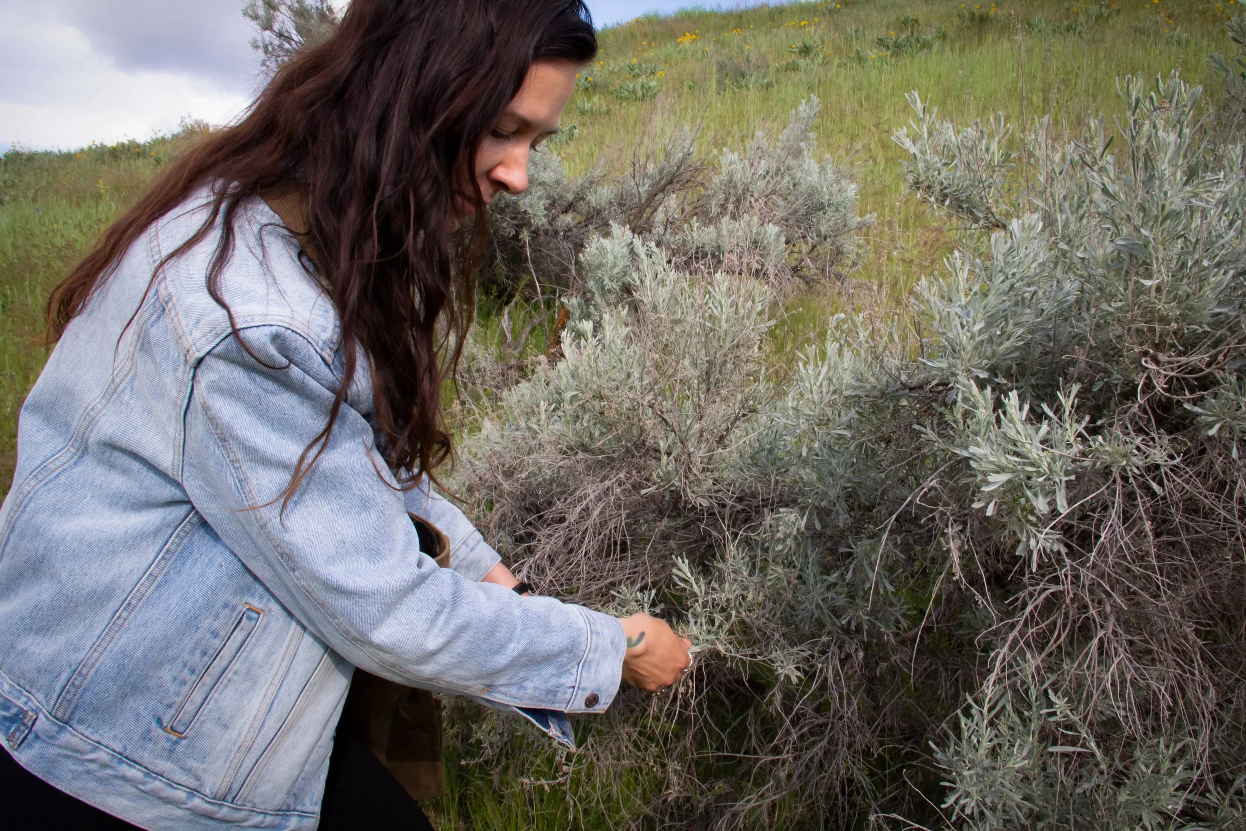 Sagebrush Harvest closeup.jpg