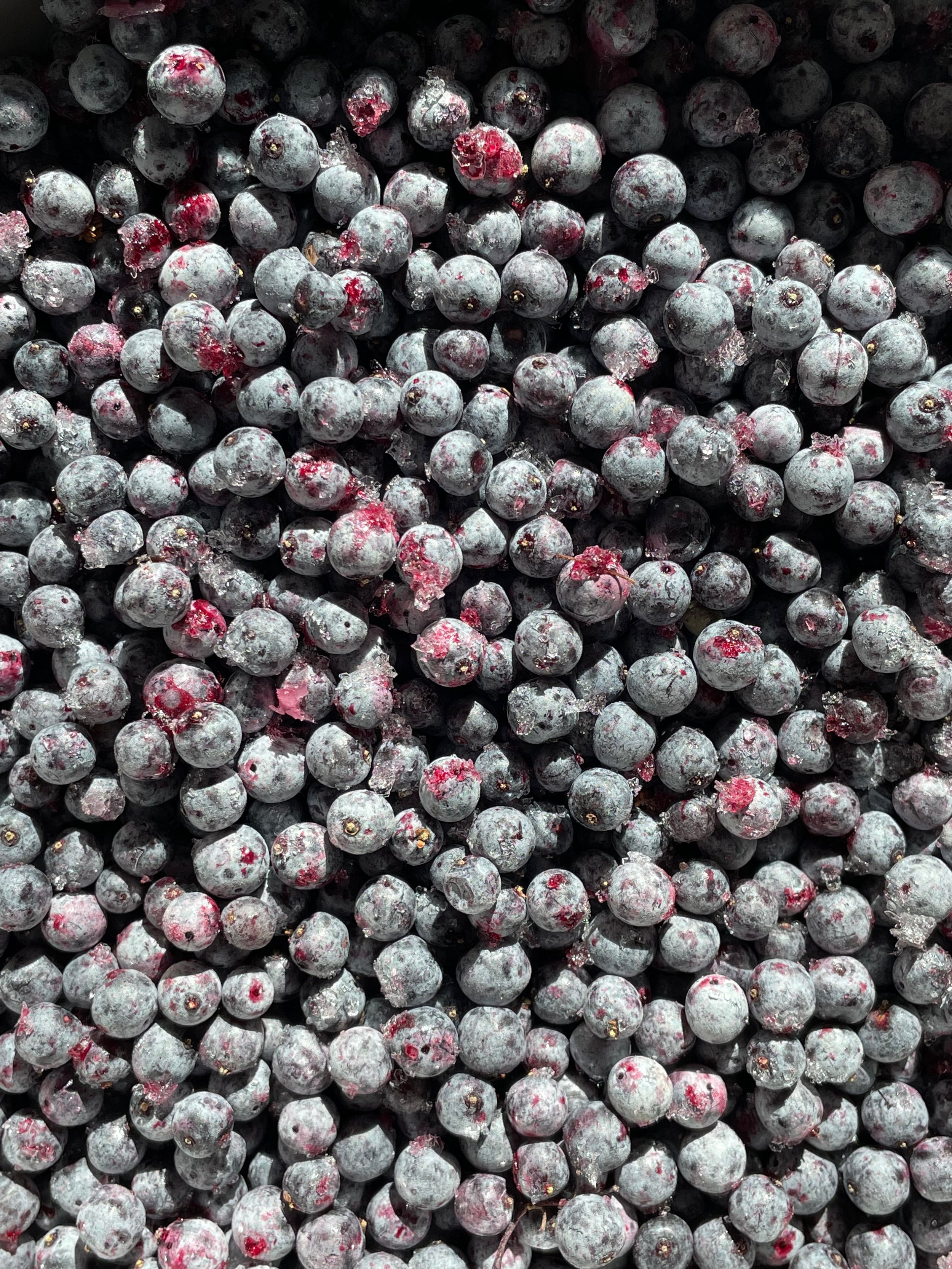 Elderberries.jpeg