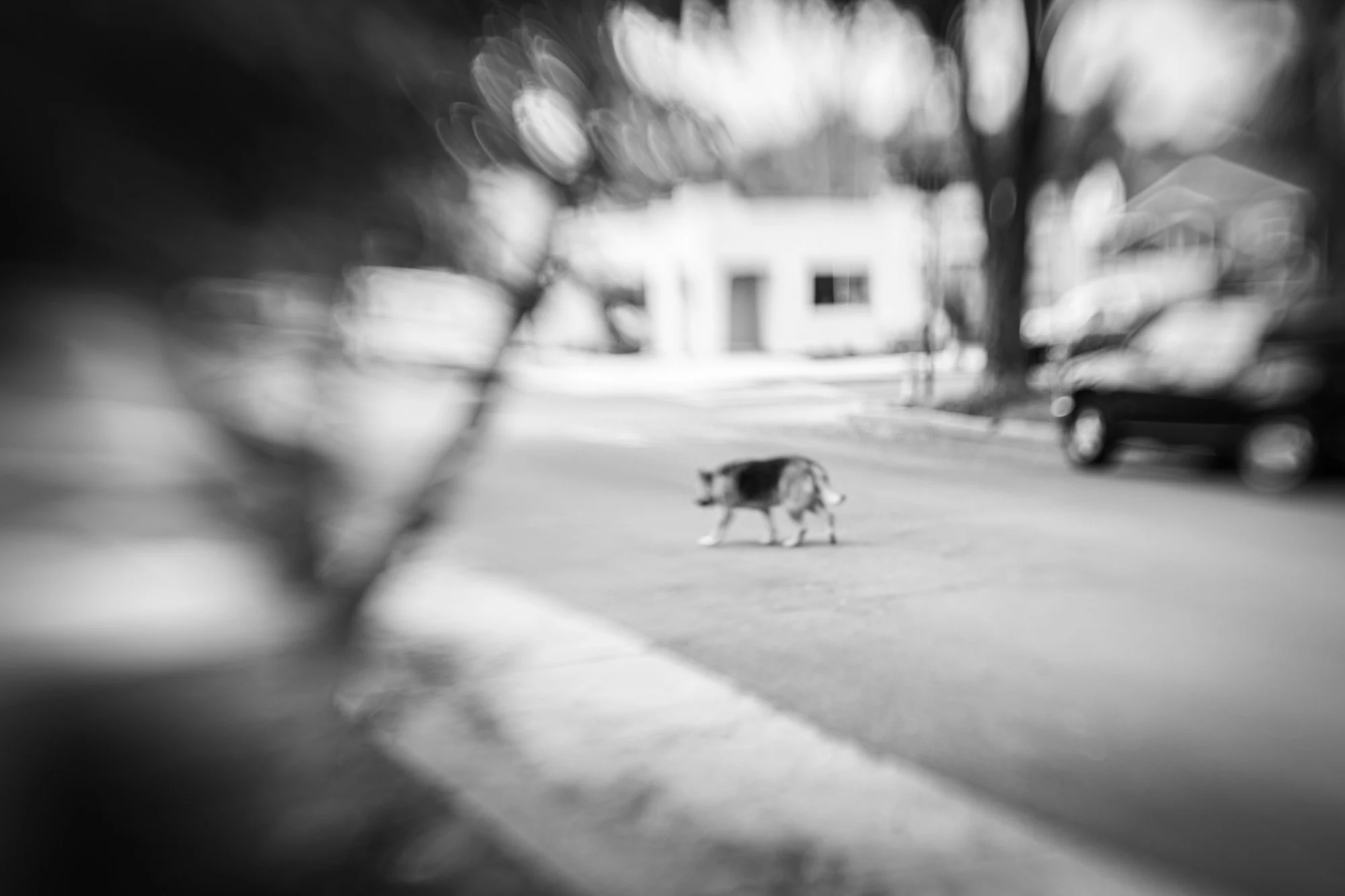 joshua_shelly_westside_santa_barbara_10.jpg