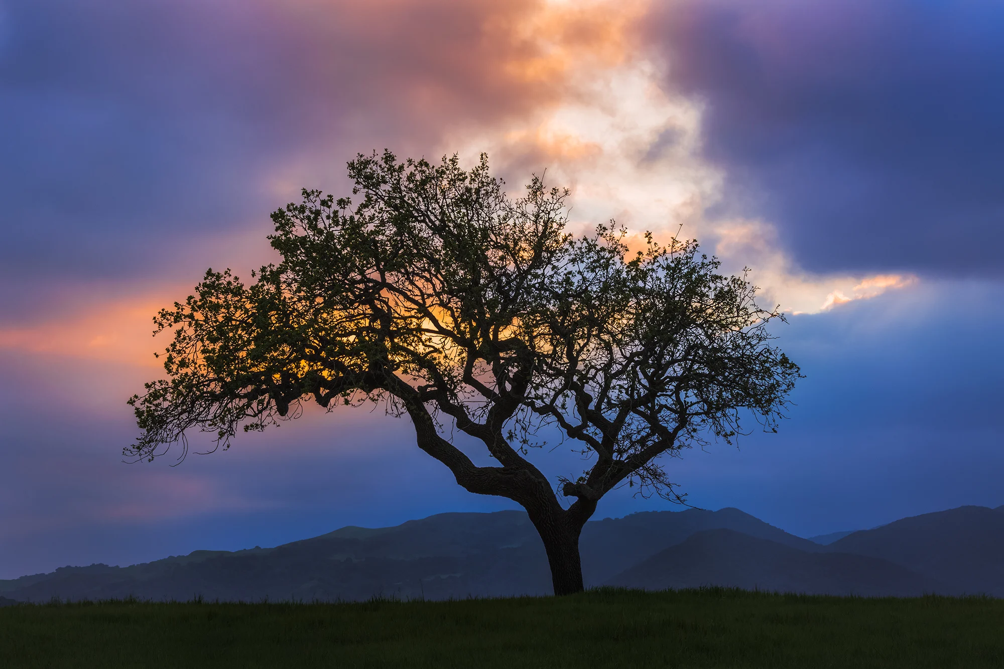 Joshua_Shelly_Photography_Oak.jpg