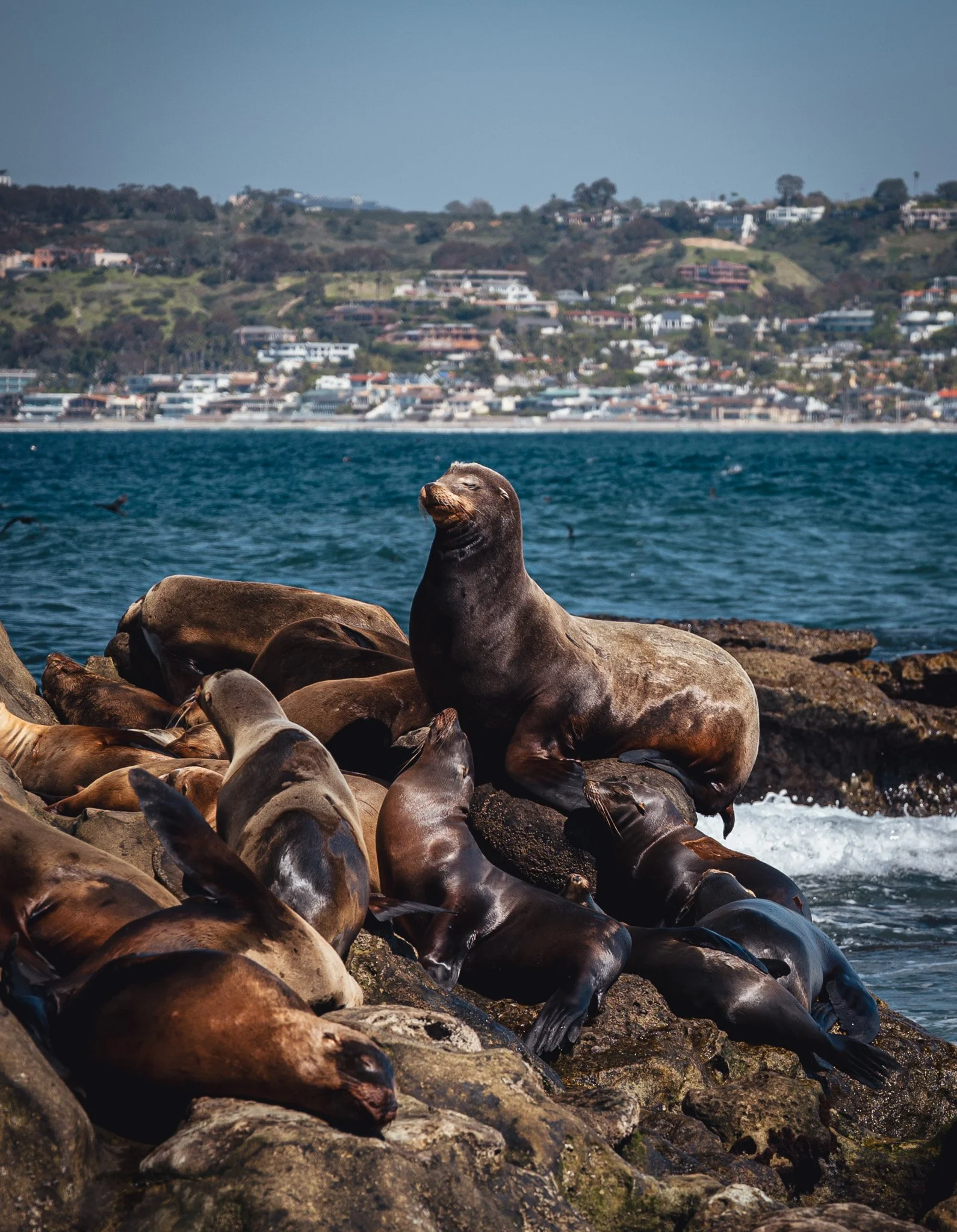 SEA LIONS AT LA JOLLA COVE