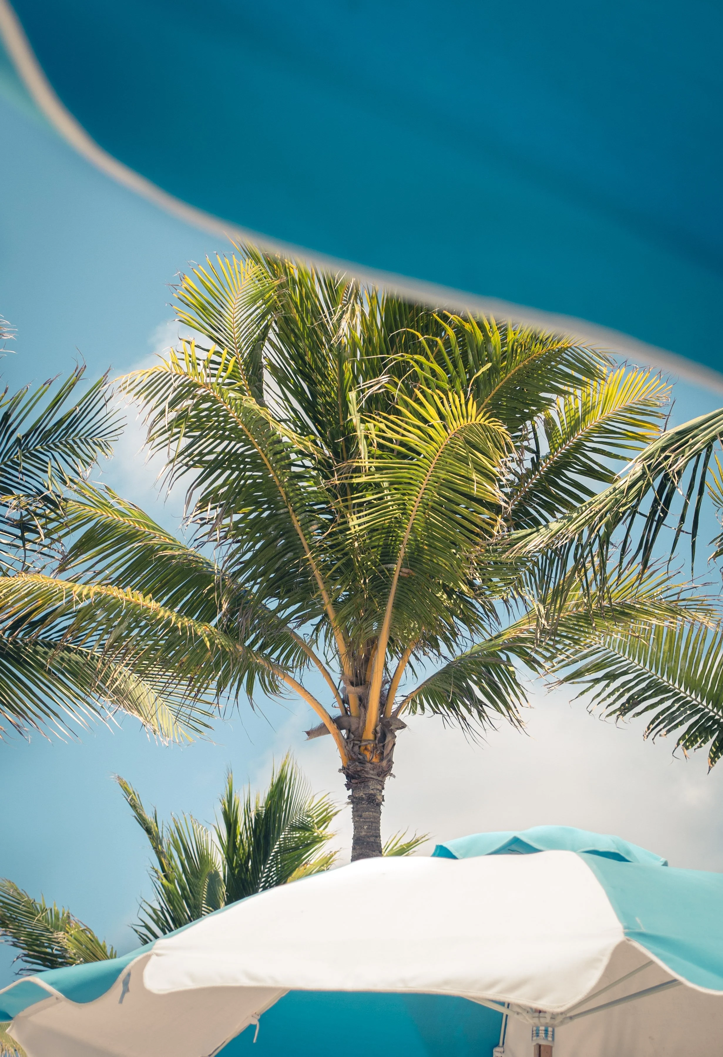 palm tree and beach umbrellas on coco keys