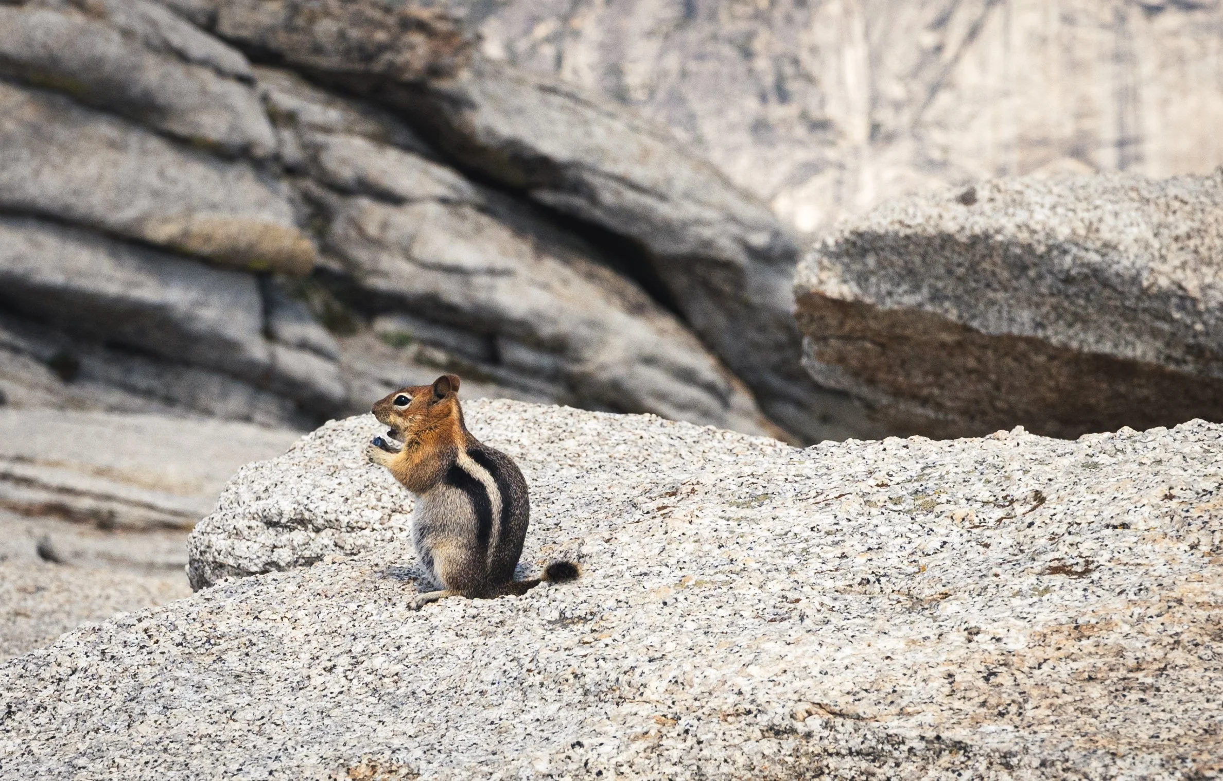 cute chipmunk at the top of sentinel dome in yosemite